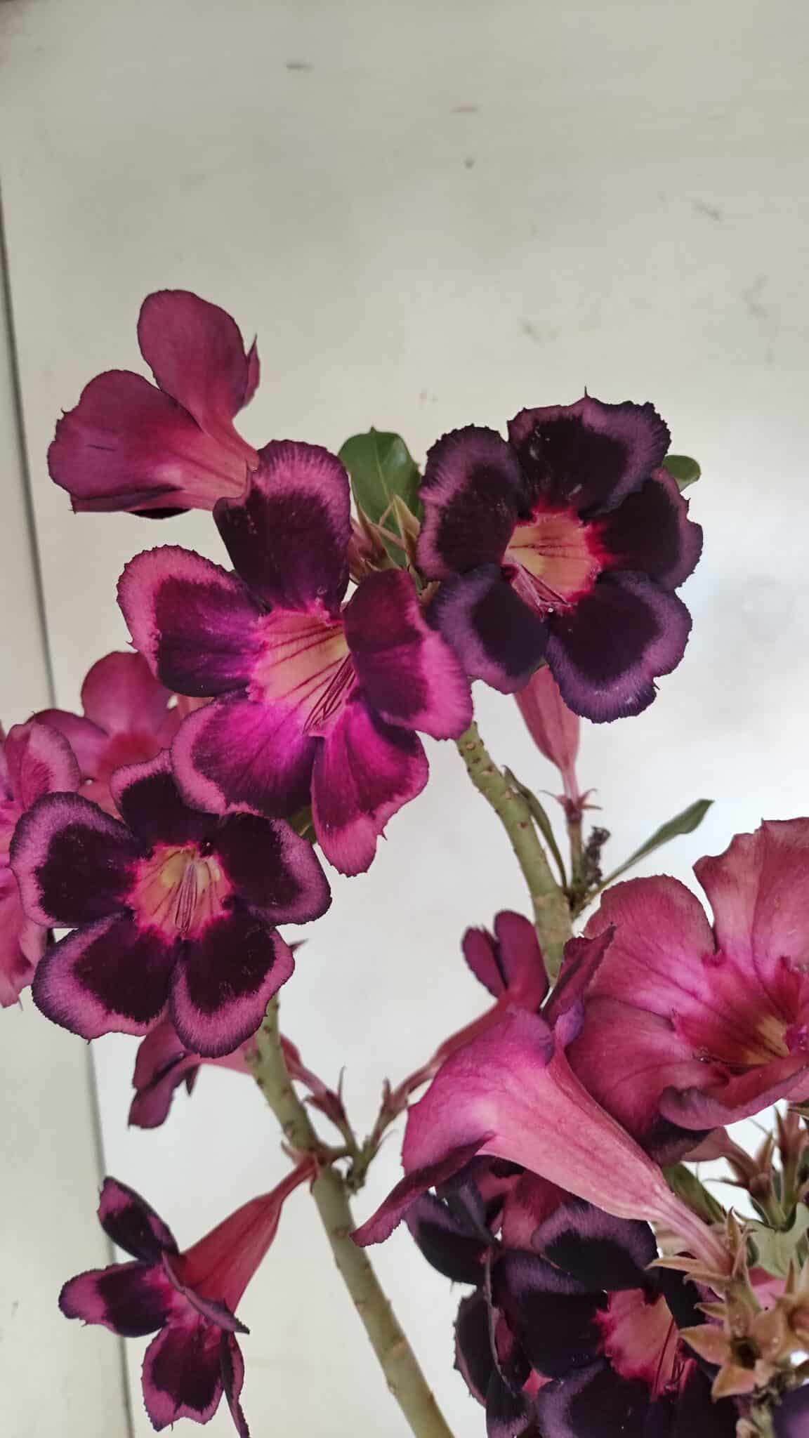 Planta Simples 3209 – 50cm – 04 anos - foto 4