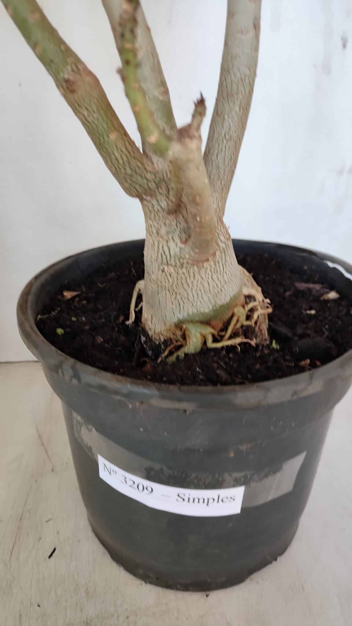 Planta Simples 3209 – 50cm – 04 anos - foto 9
