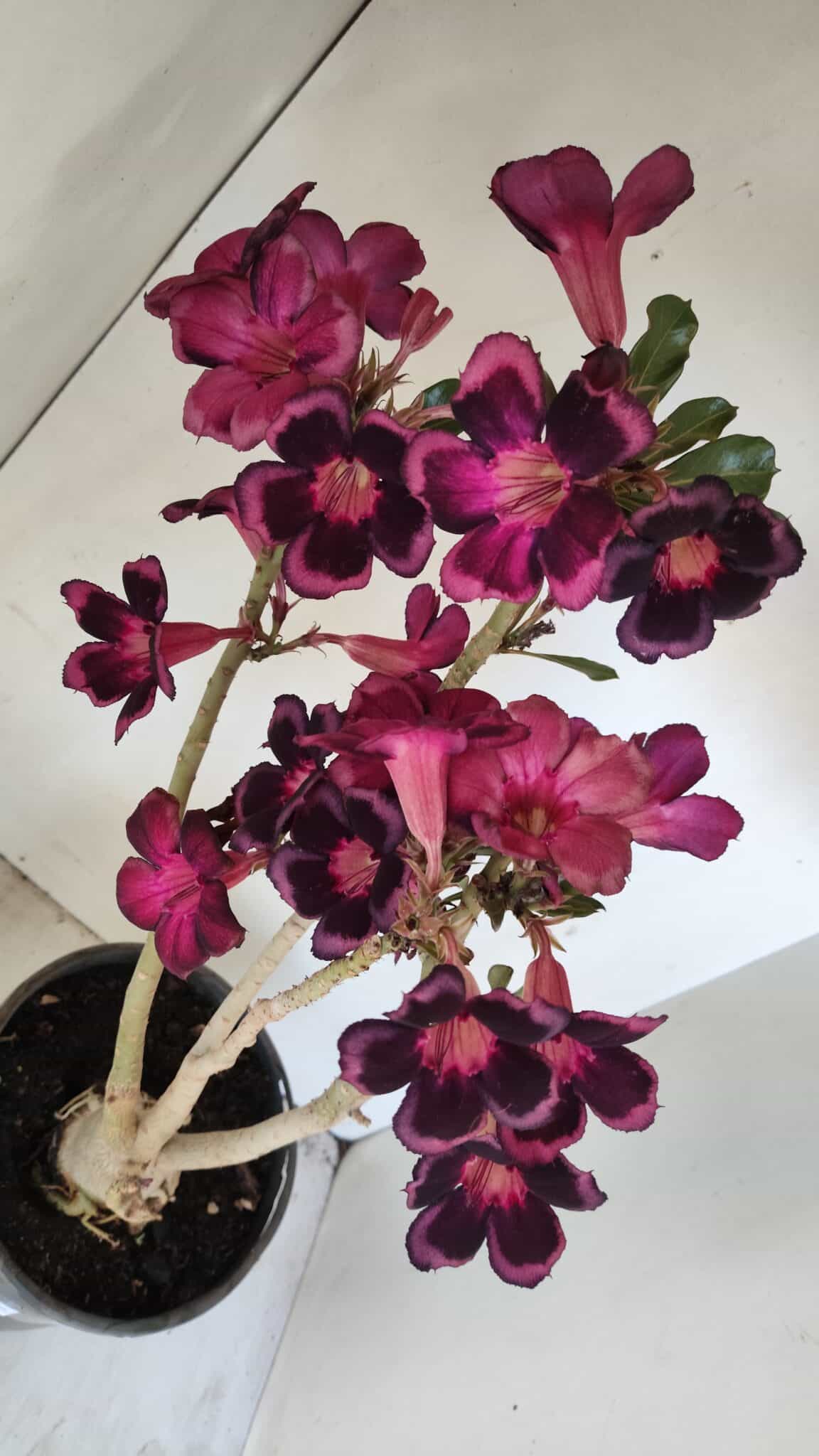 Planta Simples 3209 – 50cm – 04 anos - foto 8