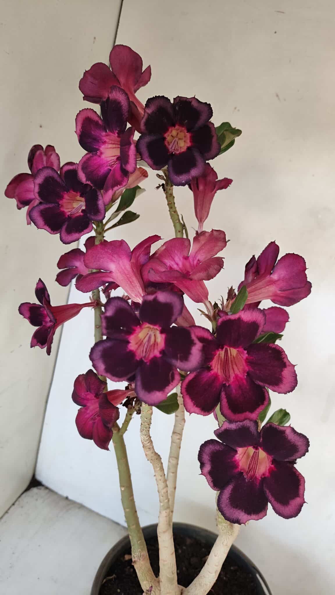 Planta Simples 3209 – 50cm – 04 anos - foto 7