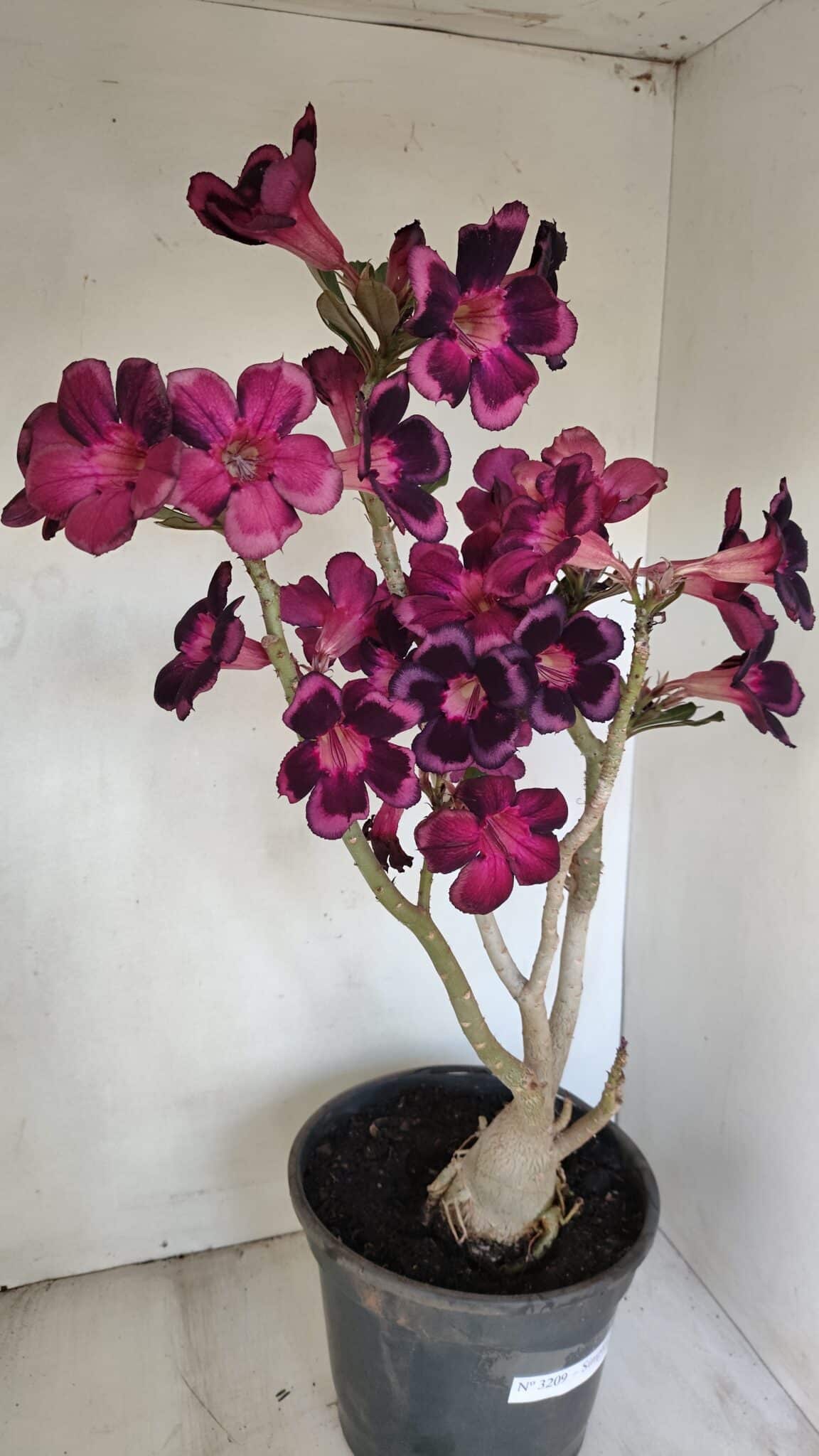 Planta Simples 3209 – 50cm – 04 anos - foto 6