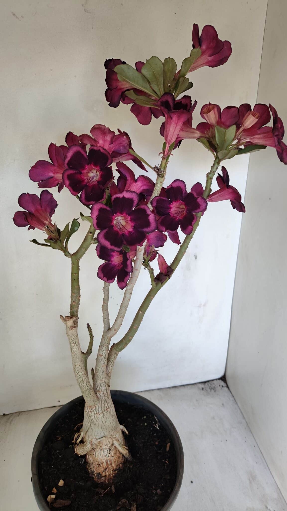 Planta Simples 3209 – 50cm – 04 anos - foto 5
