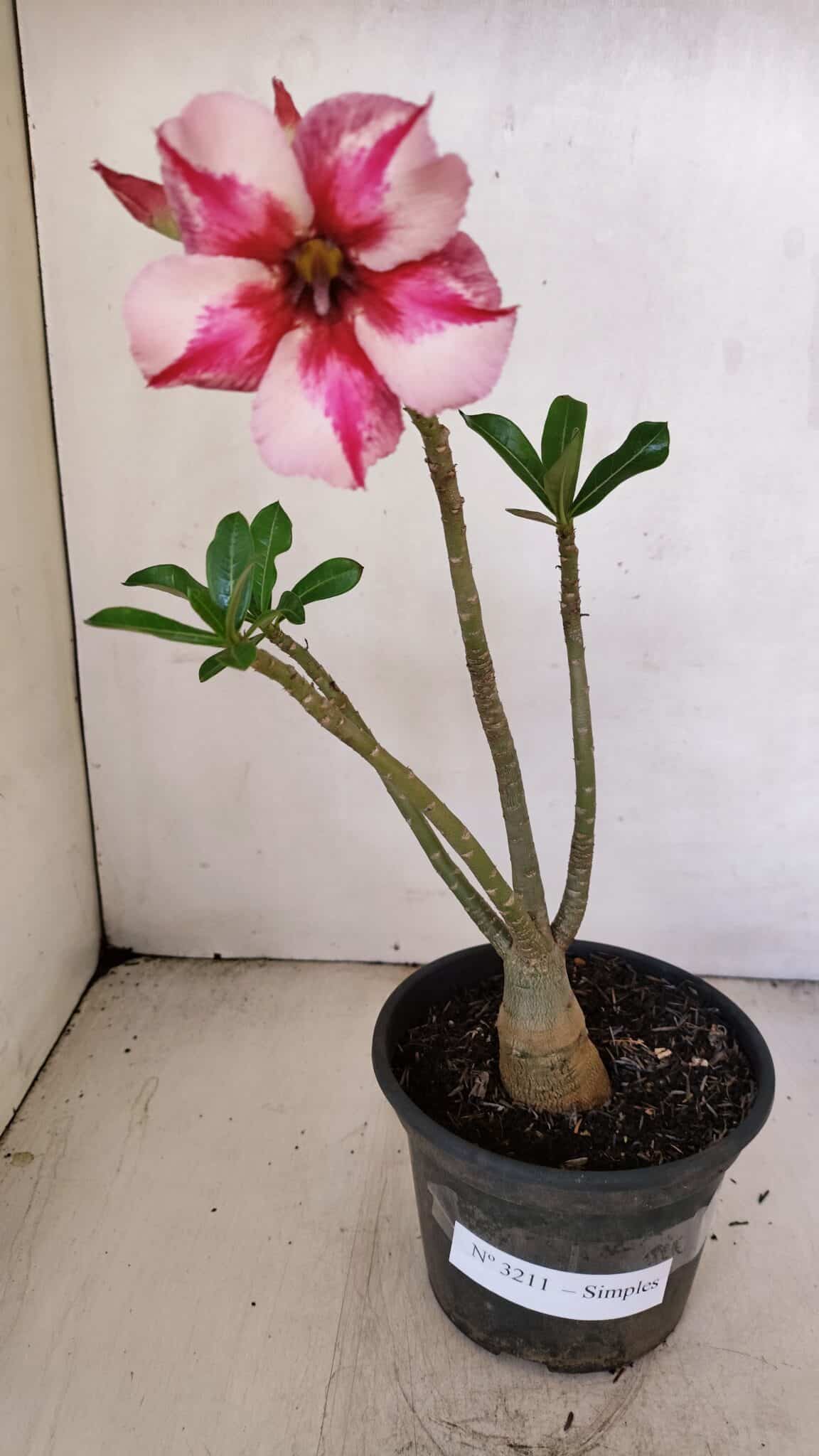Planta Simples 3211 – 30cm – 03 anos - foto 2
