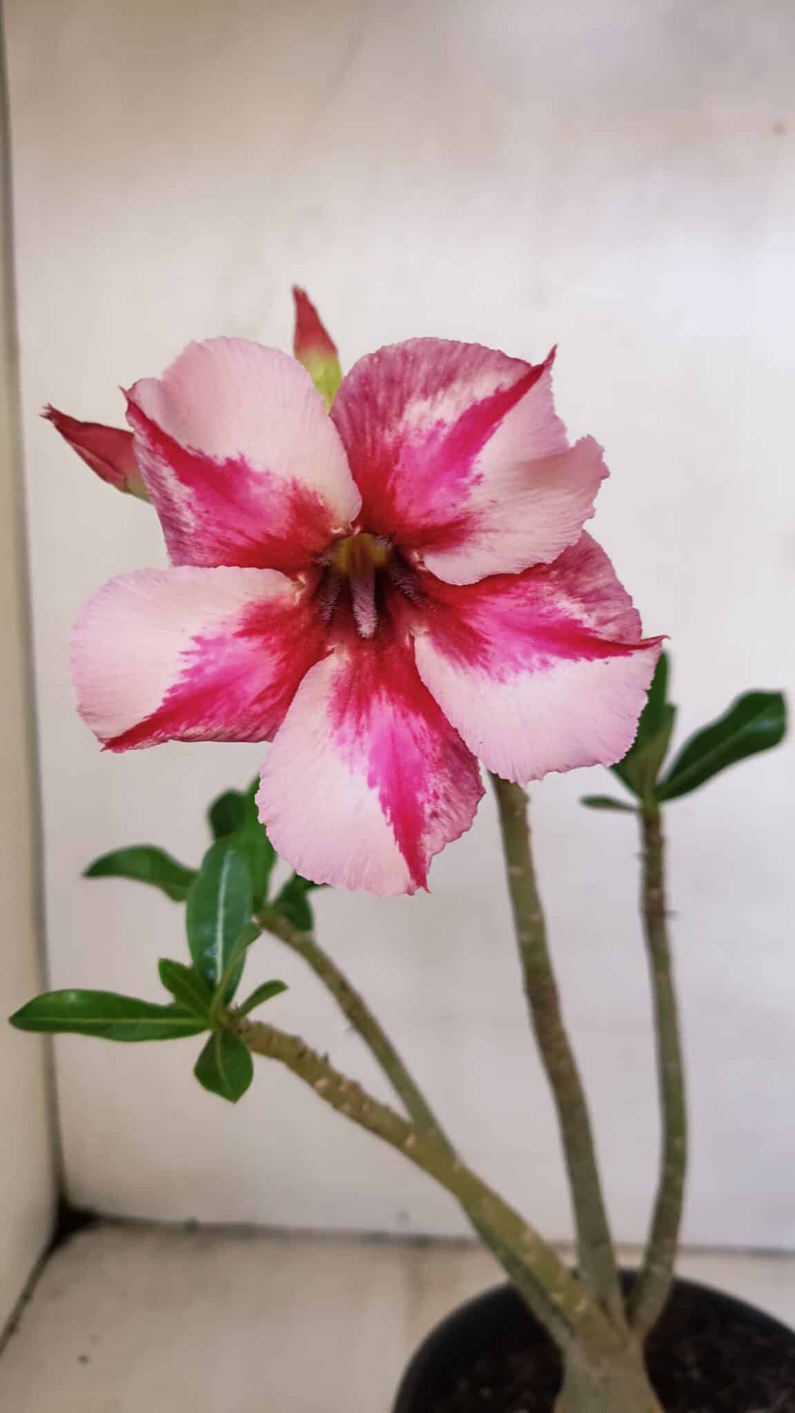 Planta Simples 3211 – 30cm – 03 anos - foto 3
