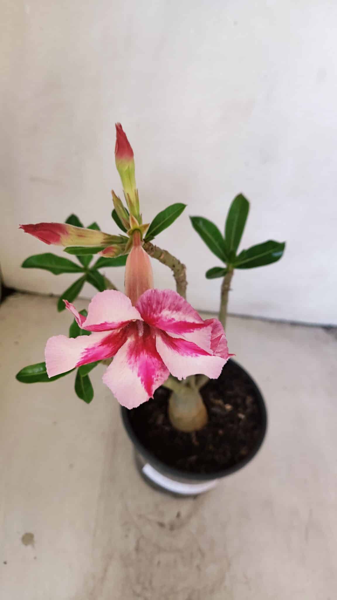 Planta Simples 3211 – 30cm – 03 anos - foto 4
