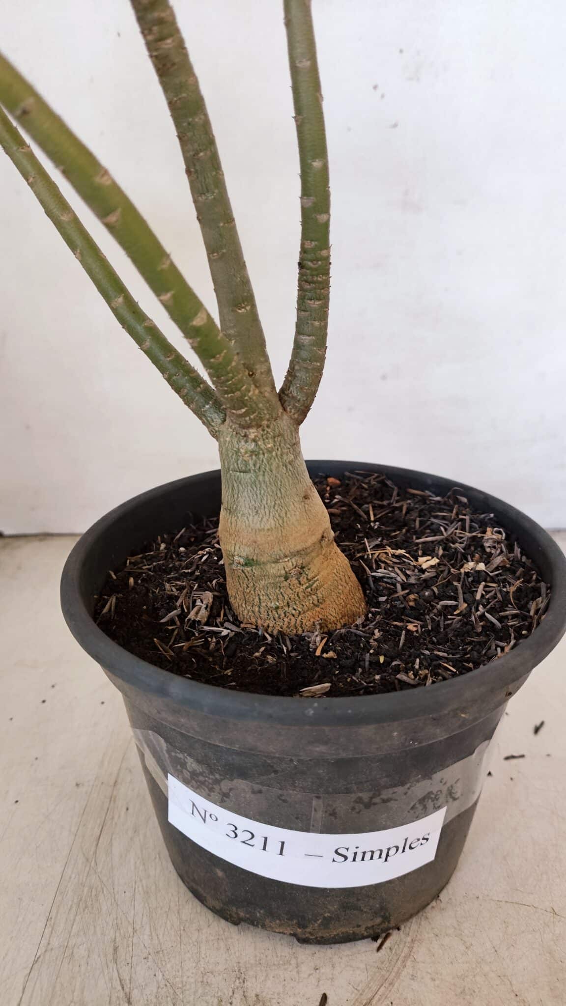 Planta Simples 3211 – 30cm – 03 anos - foto 7