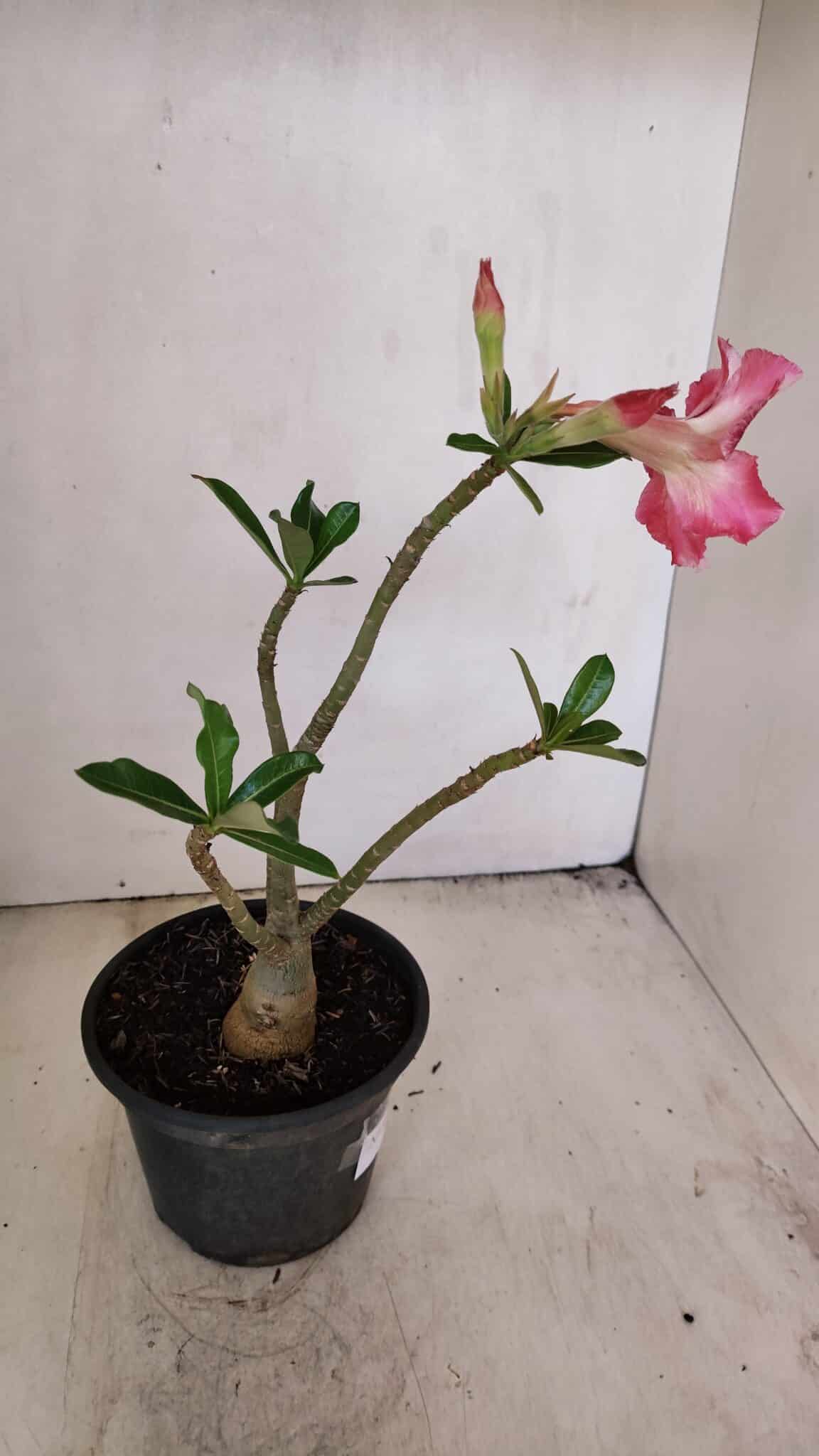 Planta Simples 3211 – 30cm – 03 anos - foto 6