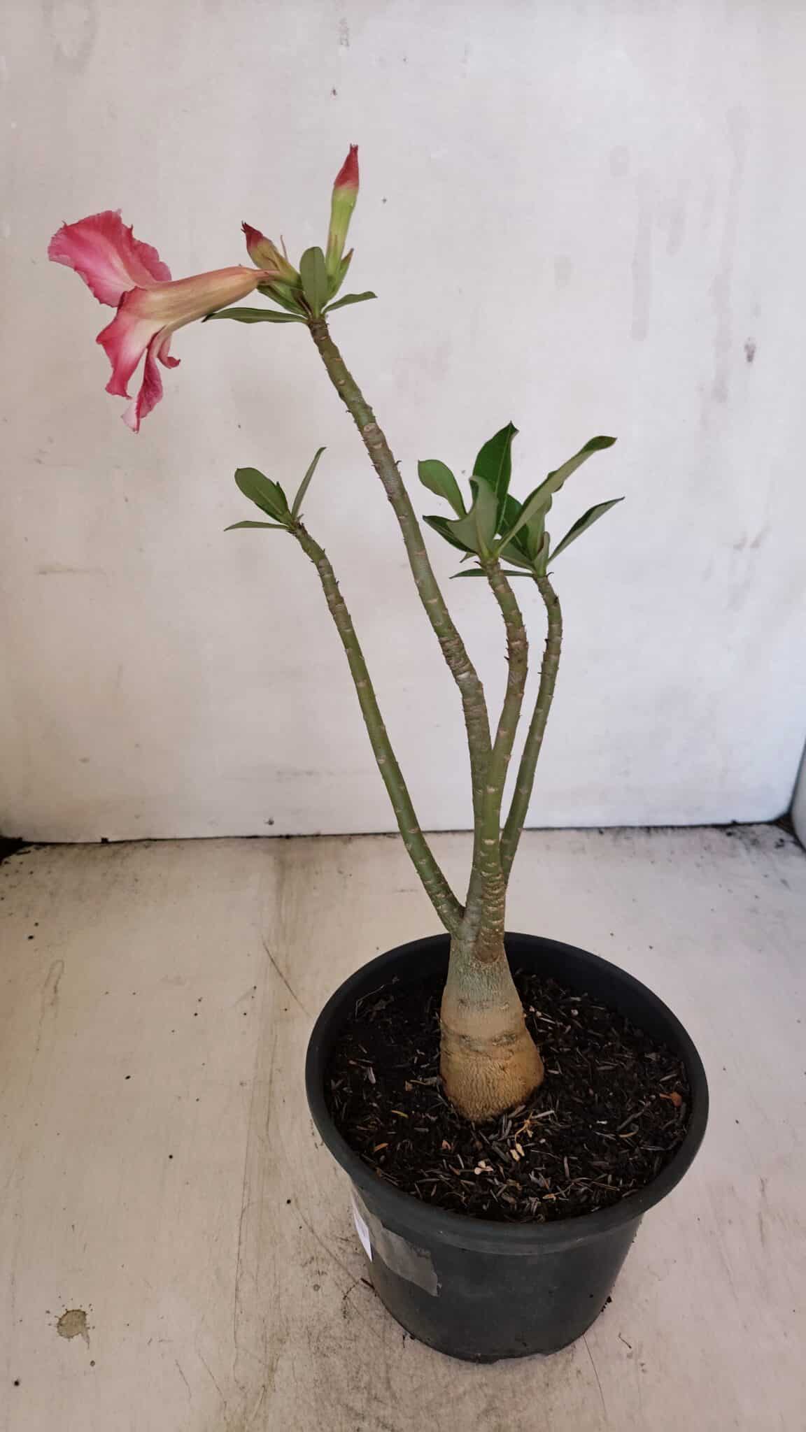 Planta Simples 3211 – 30cm – 03 anos - foto 5