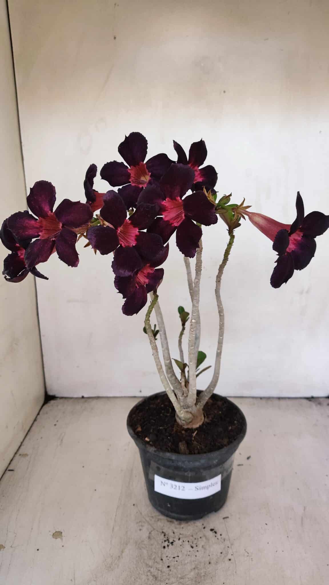 Planta Simples 3212 – 30cm – 03 anos - foto 2