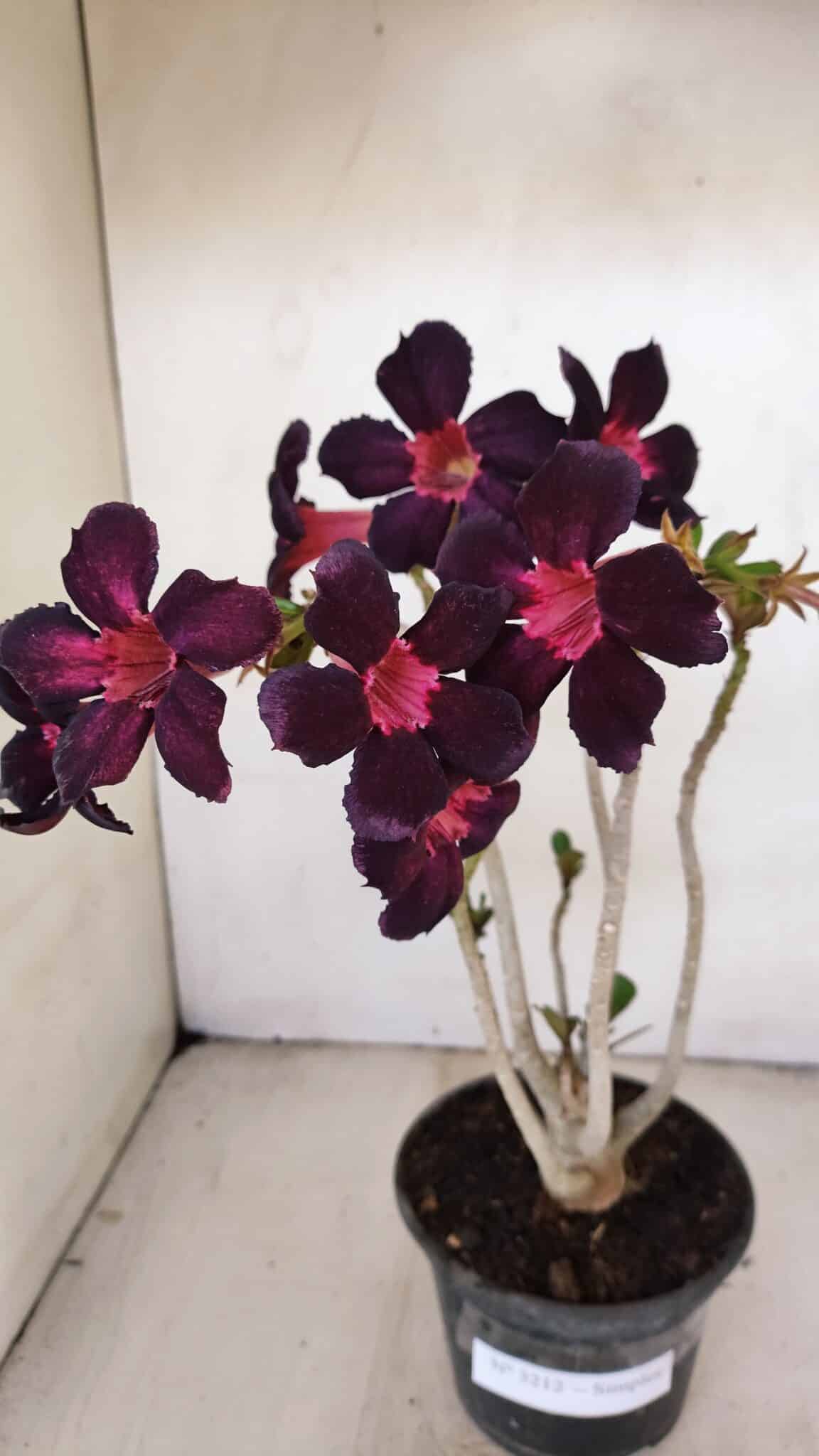 Planta Simples 3212 – 30cm – 03 anos - foto 3