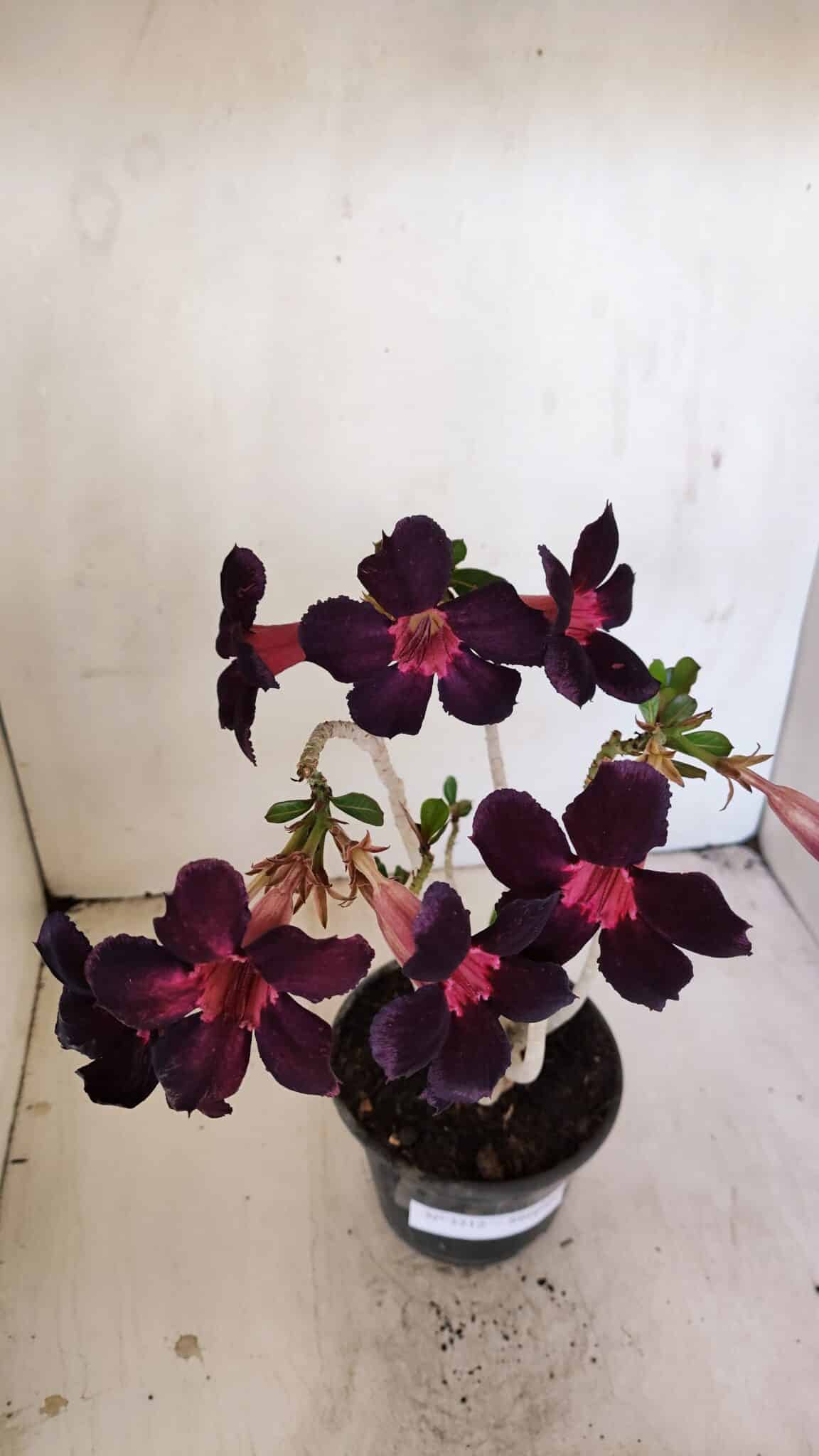 Planta Simples 3212 – 30cm – 03 anos - foto 8