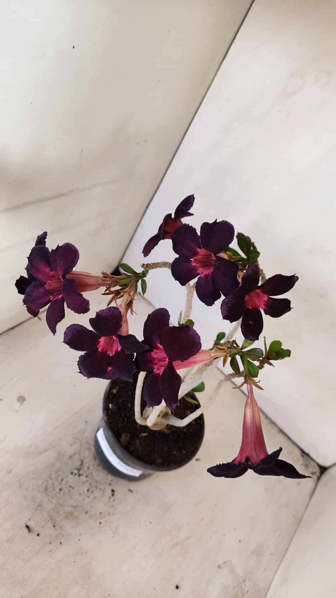 Planta Simples 3212 – 30cm – 03 anos - foto 7