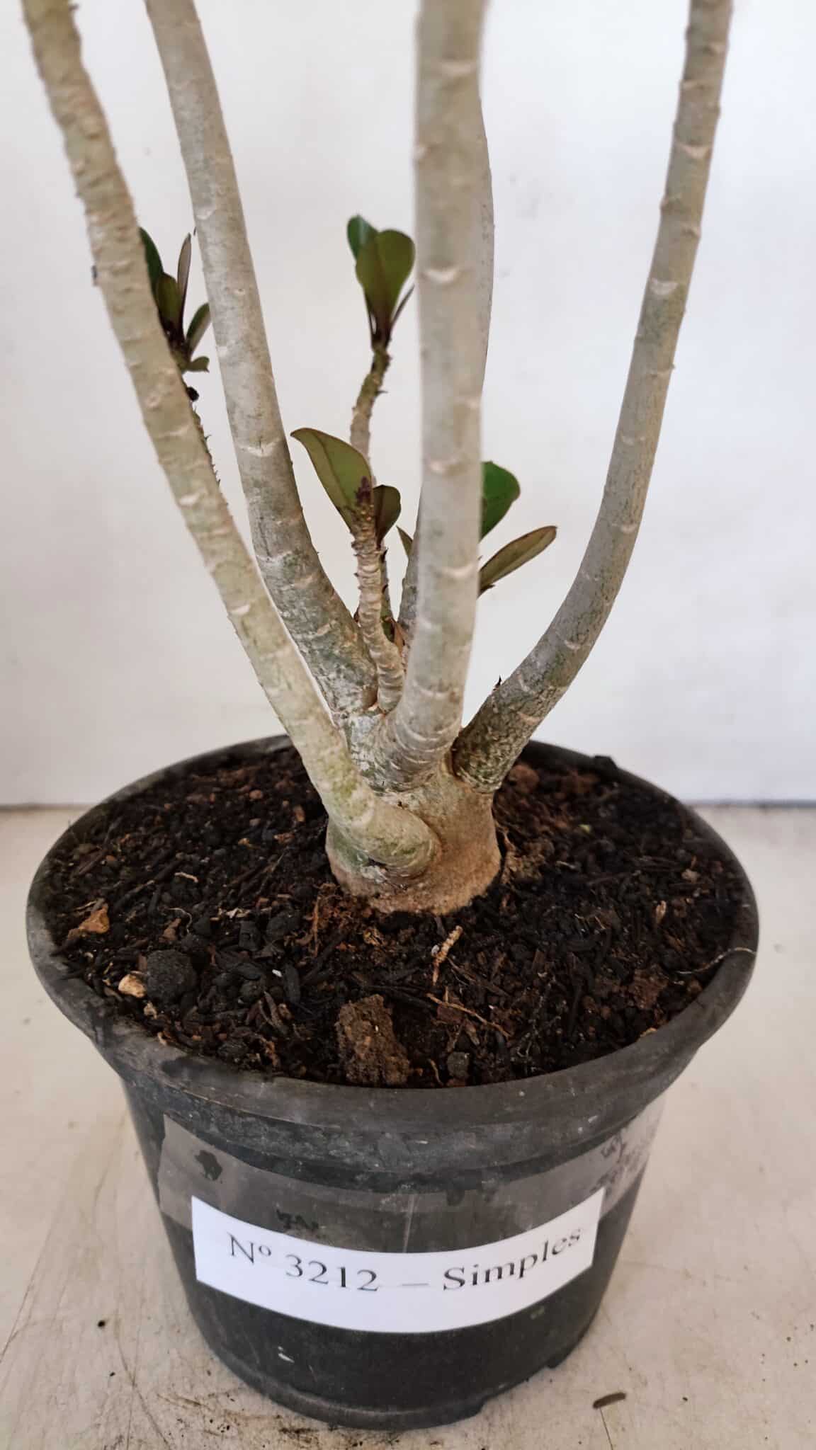 Planta Simples 3212 – 30cm – 03 anos - foto 6