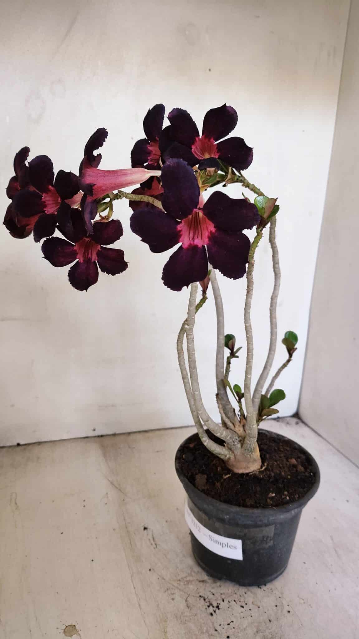 Planta Simples 3212 – 30cm – 03 anos - foto 4