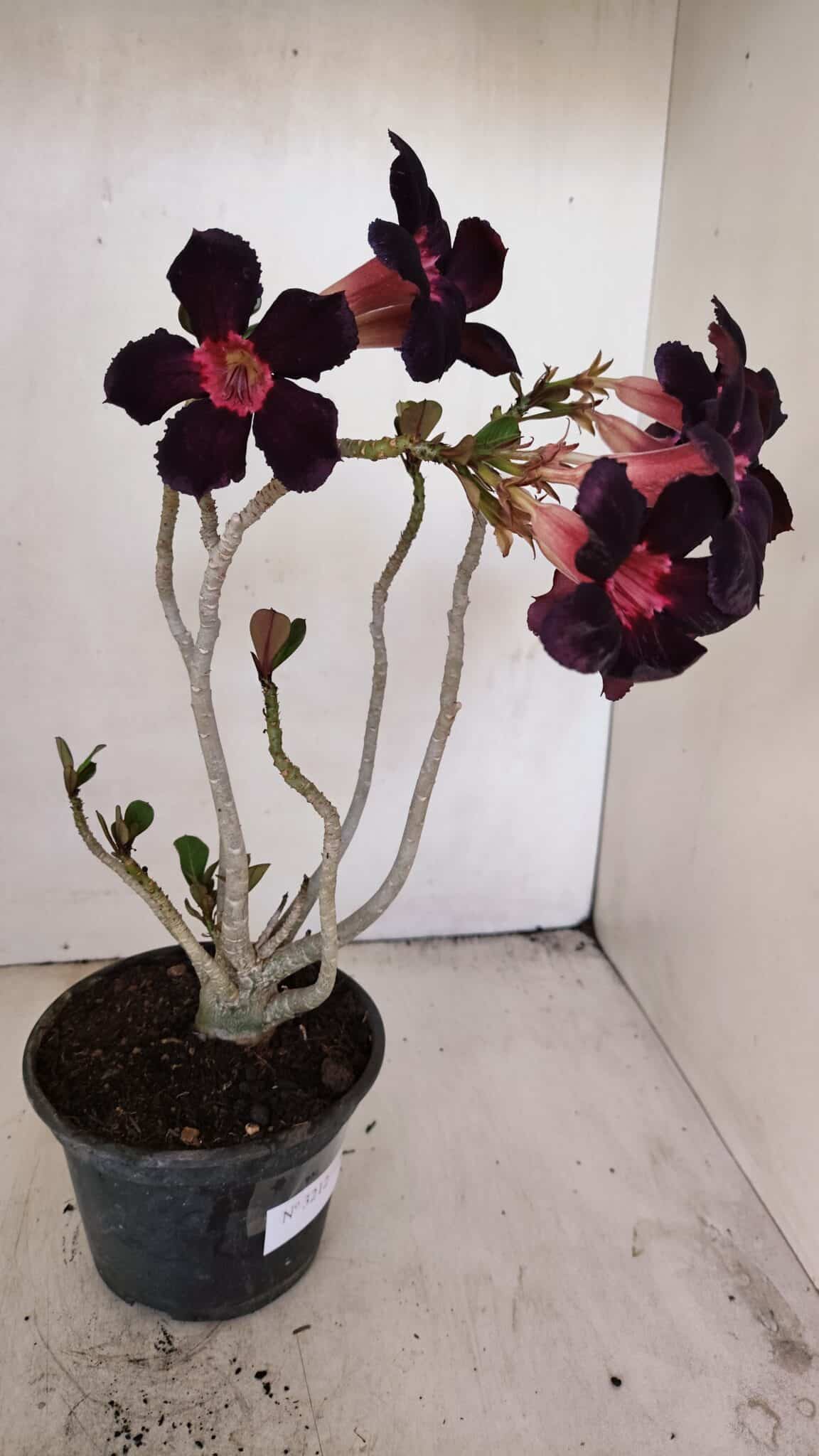 Planta Simples 3212 – 30cm – 03 anos - foto 5