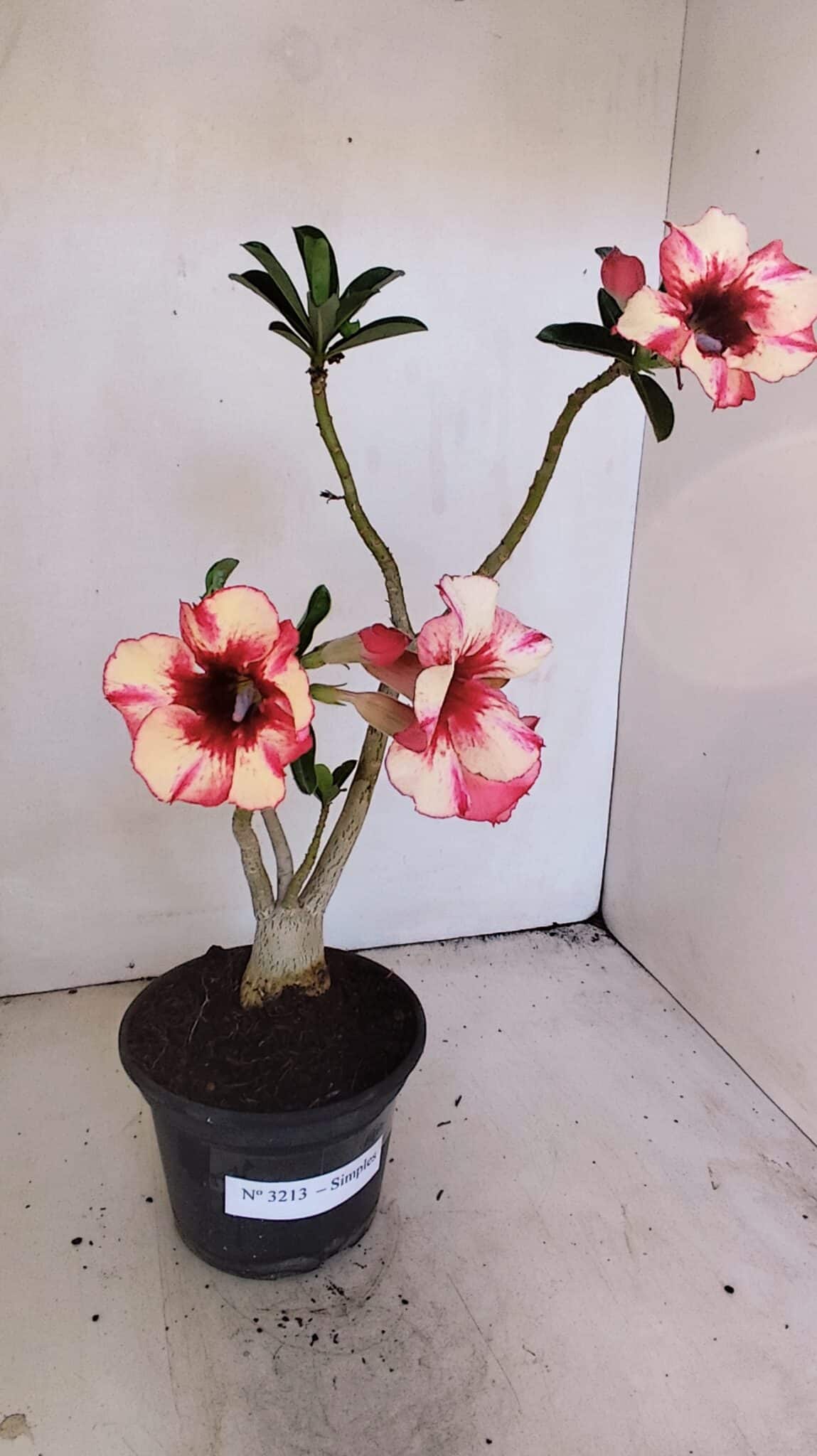 Planta Simples 3213 – 35cm – 03 anos - foto 2