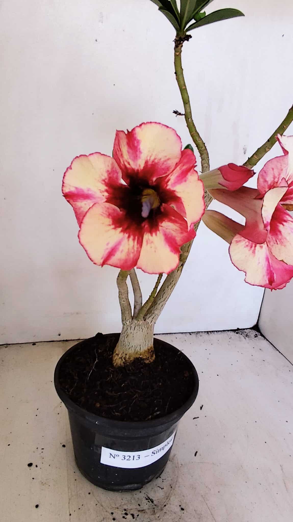 Planta Simples 3213 – 35cm – 03 anos - foto 4