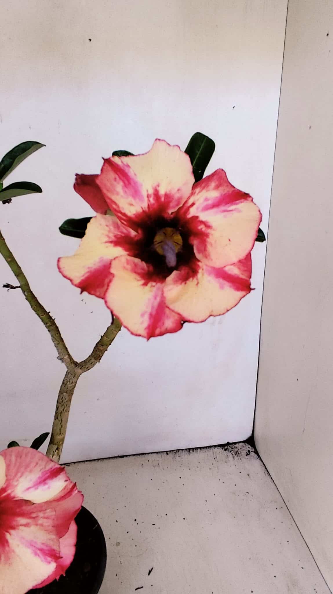 Planta Simples 3213 – 35cm – 03 anos - foto 3