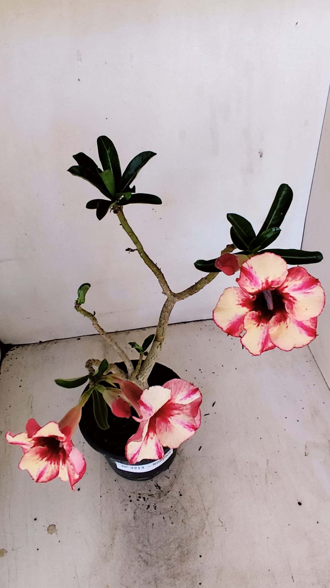 Planta Simples 3213 – 35cm – 03 anos - foto 5