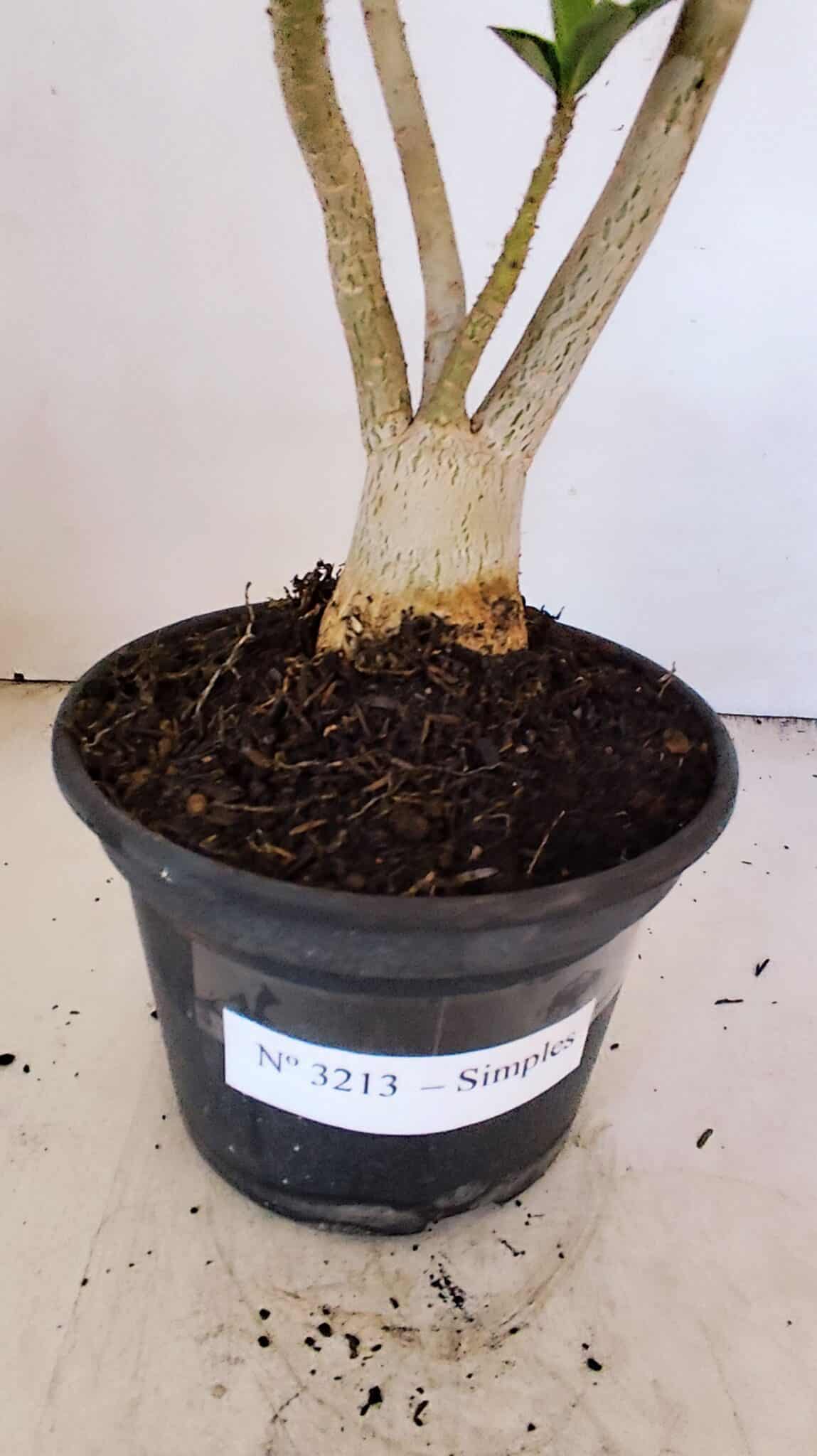 Planta Simples 3213 – 35cm – 03 anos - foto 7