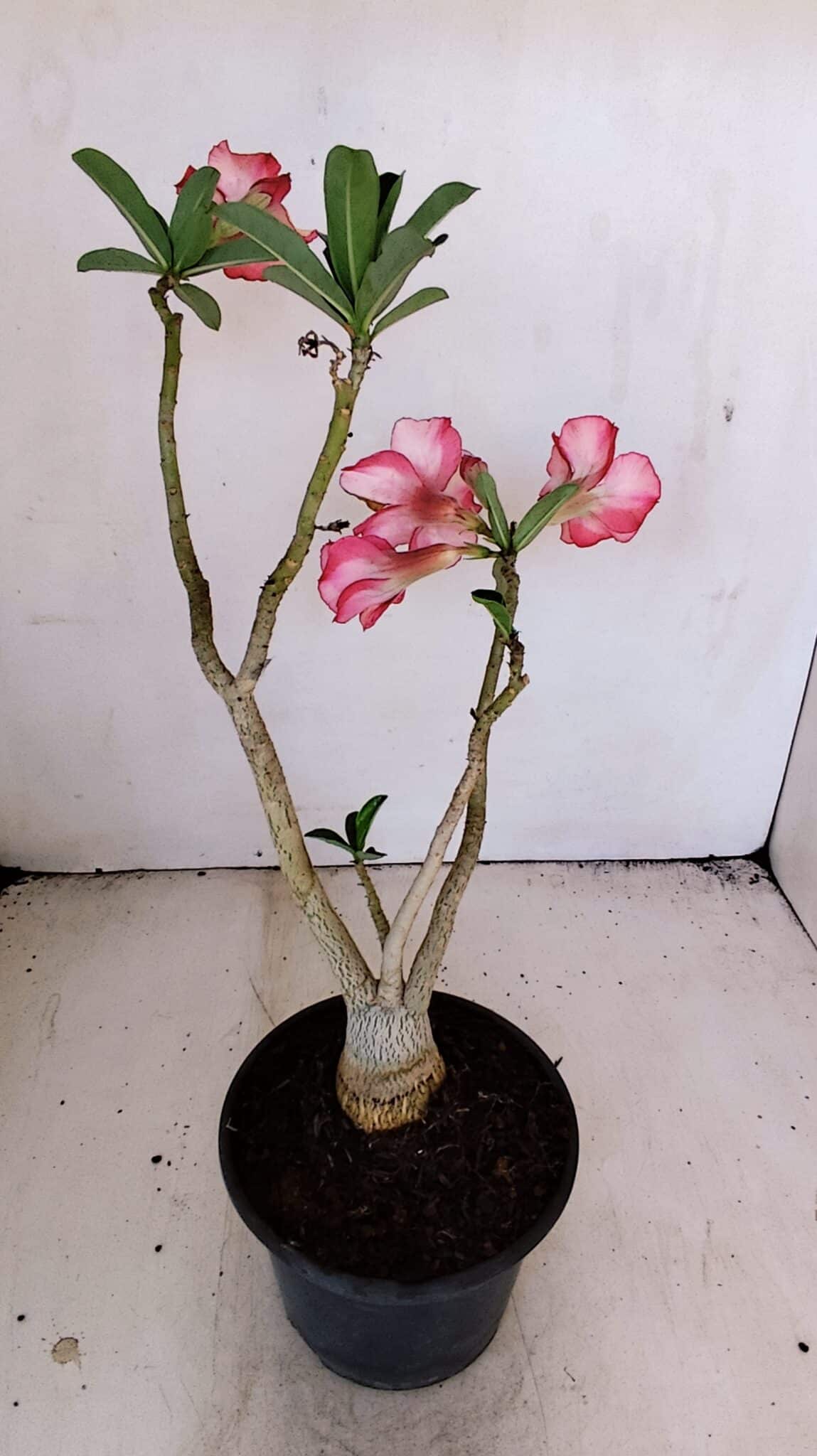 Planta Simples 3213 – 35cm – 03 anos - foto 6
