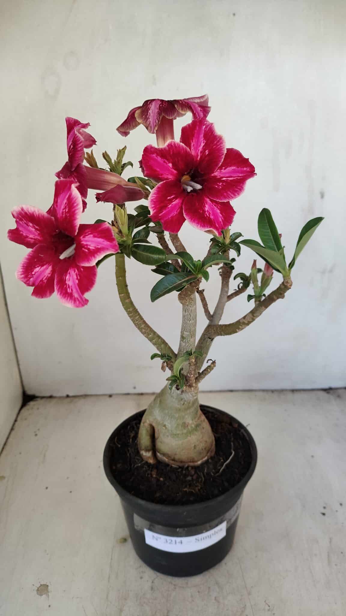 Planta Simples 3214 – 35cm – 03 anos - foto 2