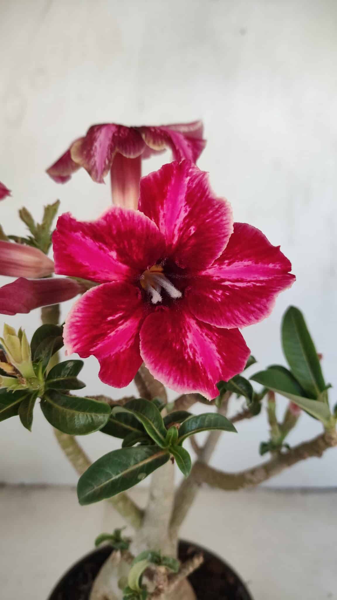 Planta Simples 3214 – 35cm – 03 anos - foto 3