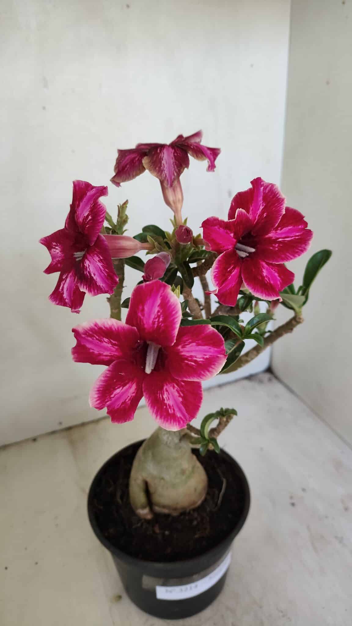 Planta Simples 3214 – 35cm – 03 anos - foto 4