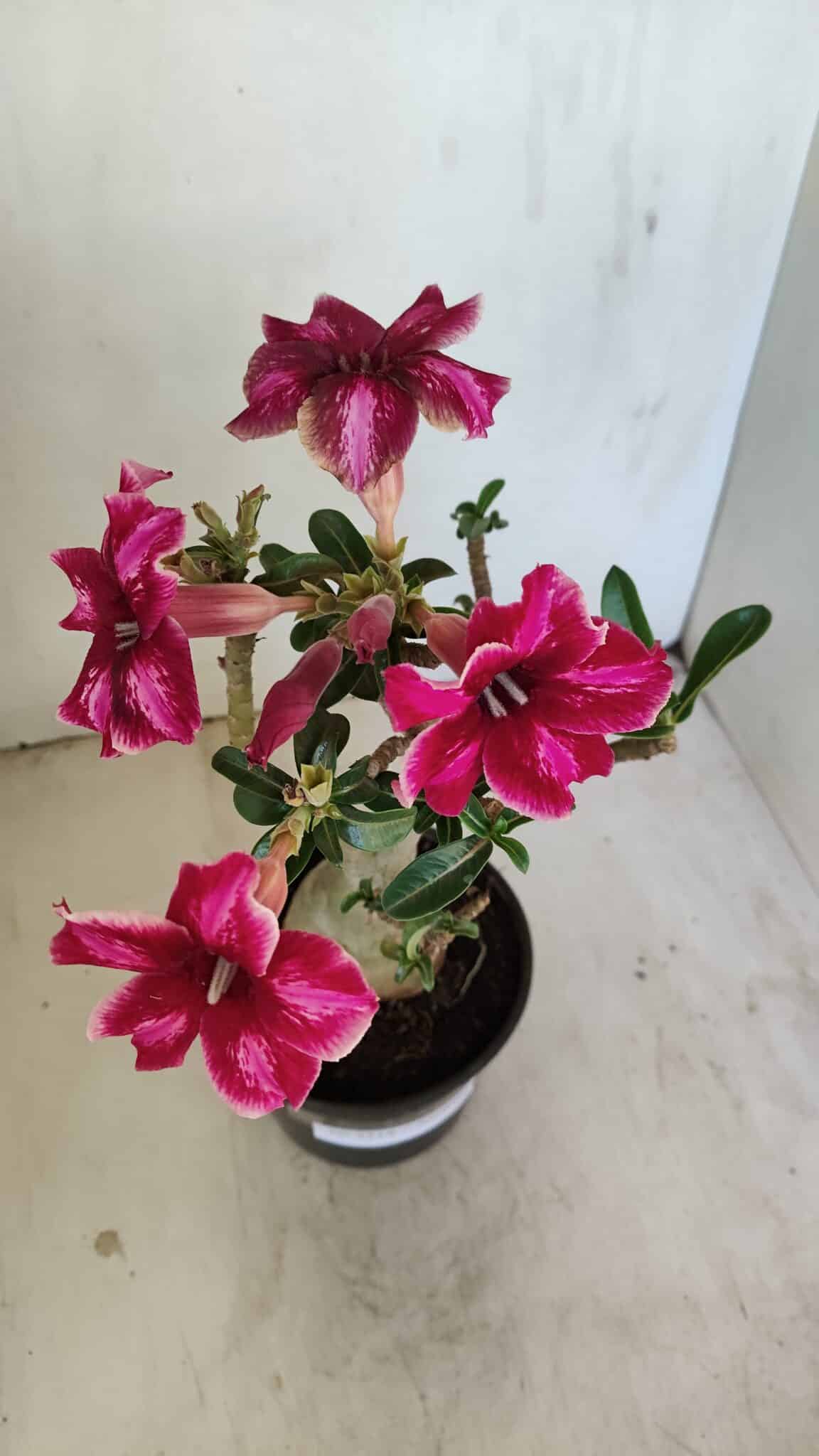 Planta Simples 3214 – 35cm – 03 anos - foto 9