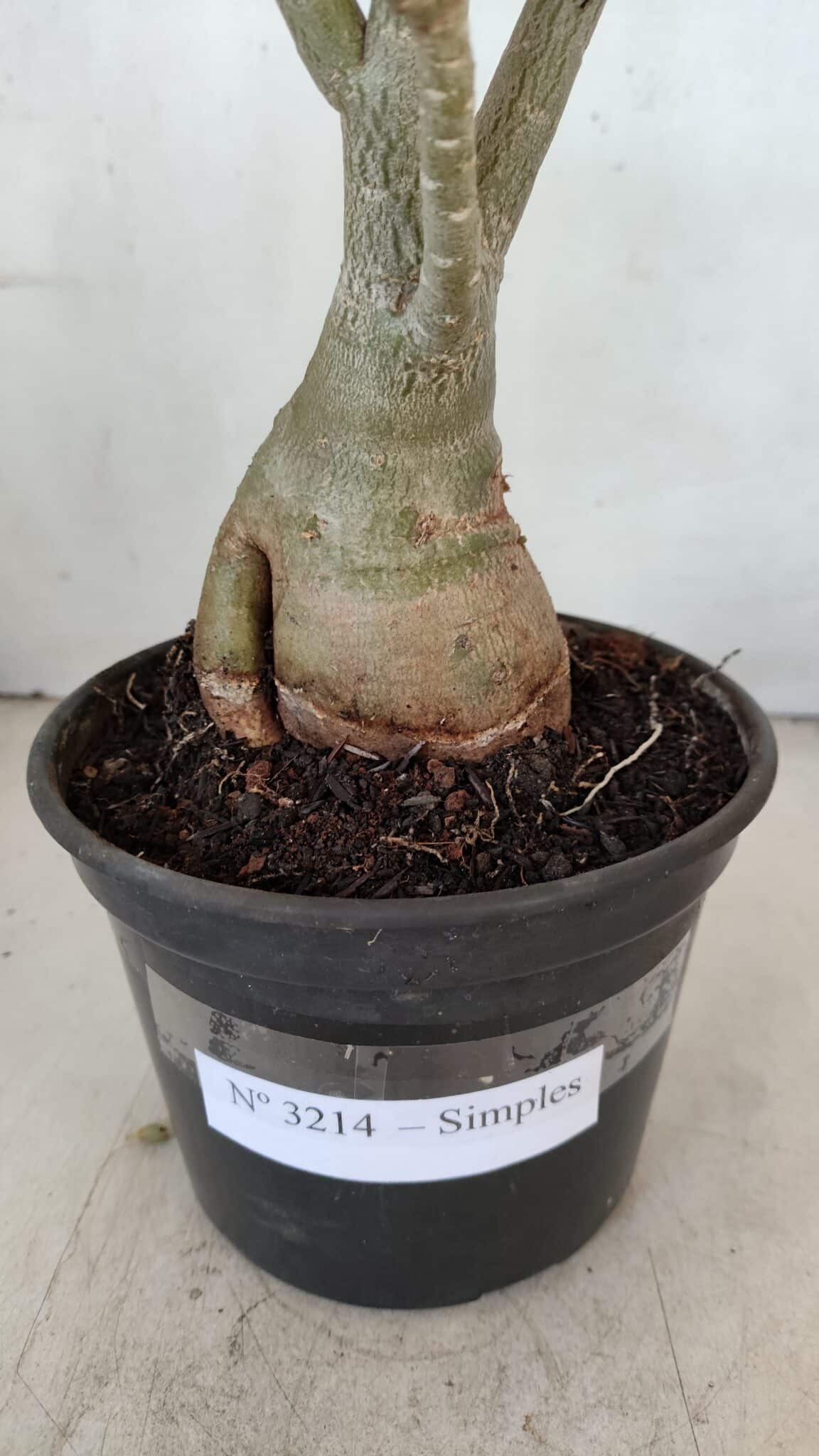 Planta Simples 3214 – 35cm – 03 anos - foto 8