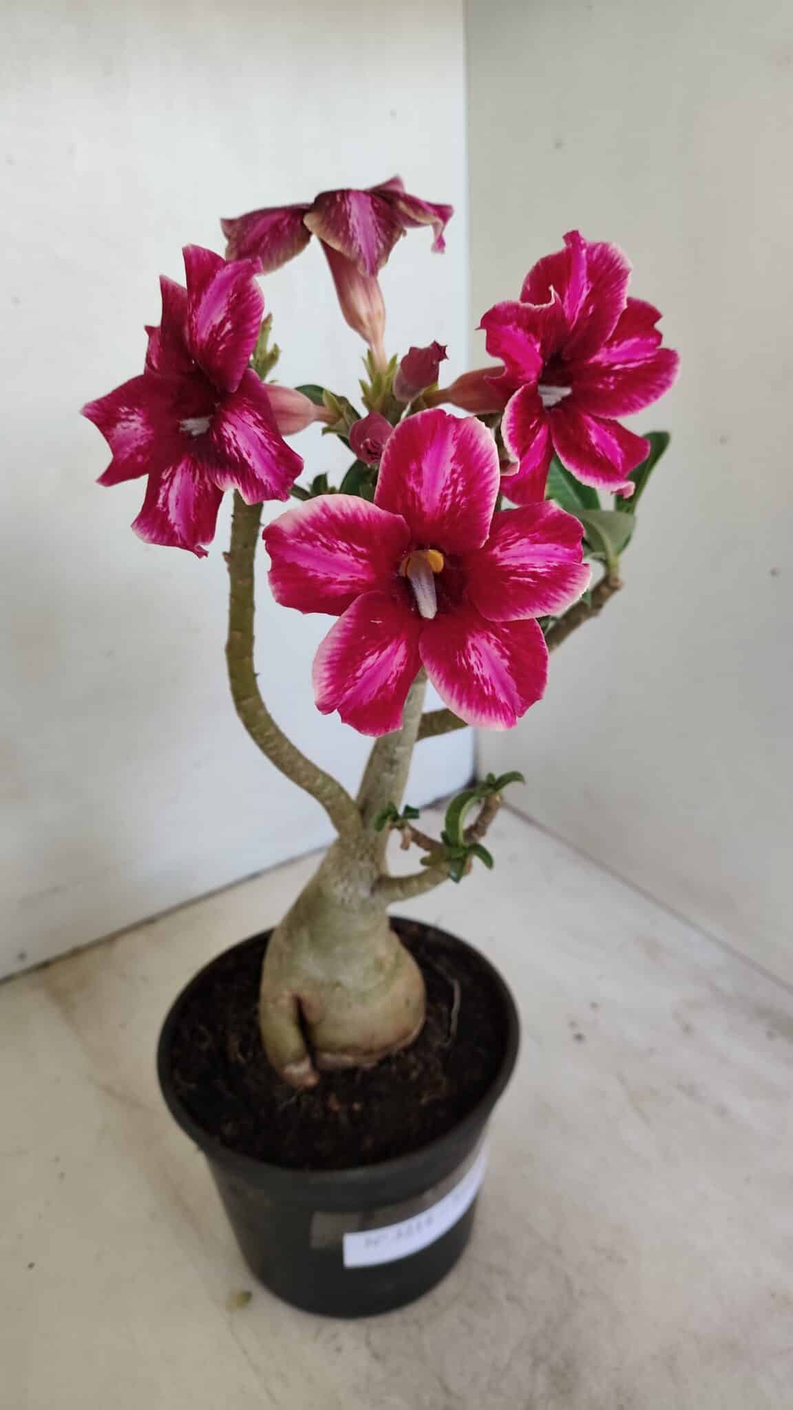 Planta Simples 3214 – 35cm – 03 anos - foto 7