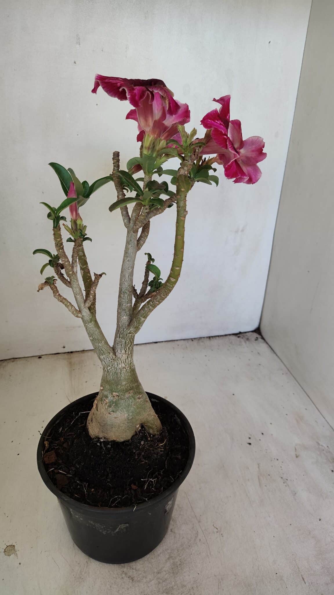 Planta Simples 3214 – 35cm – 03 anos - foto 6