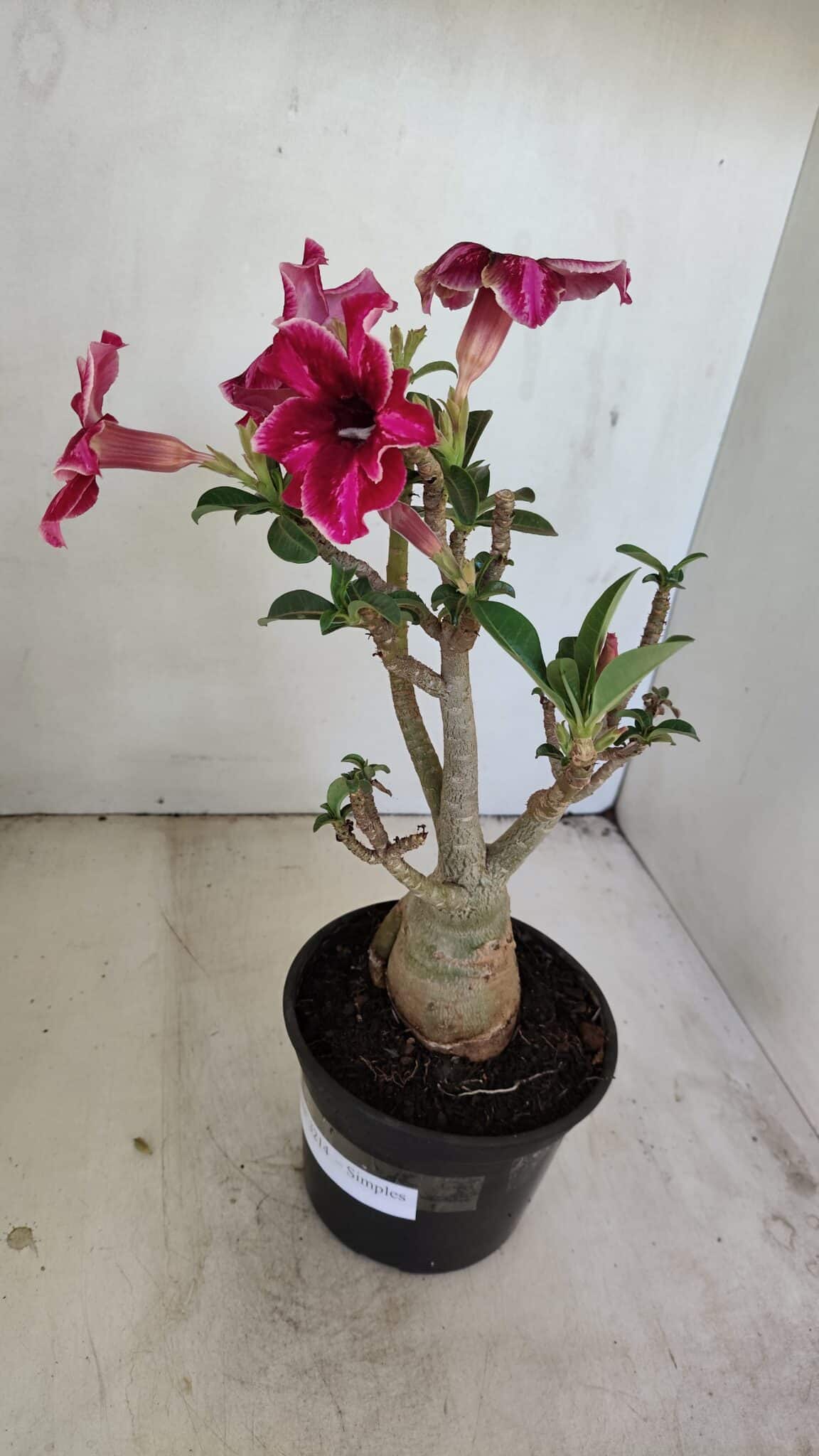 Planta Simples 3214 – 35cm – 03 anos - foto 5
