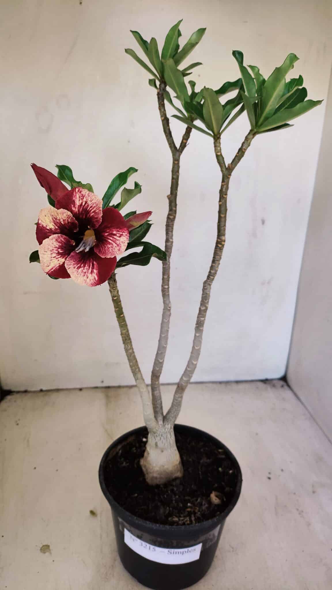 Planta Simples 3215 – 35cm – 03 anos - foto 2