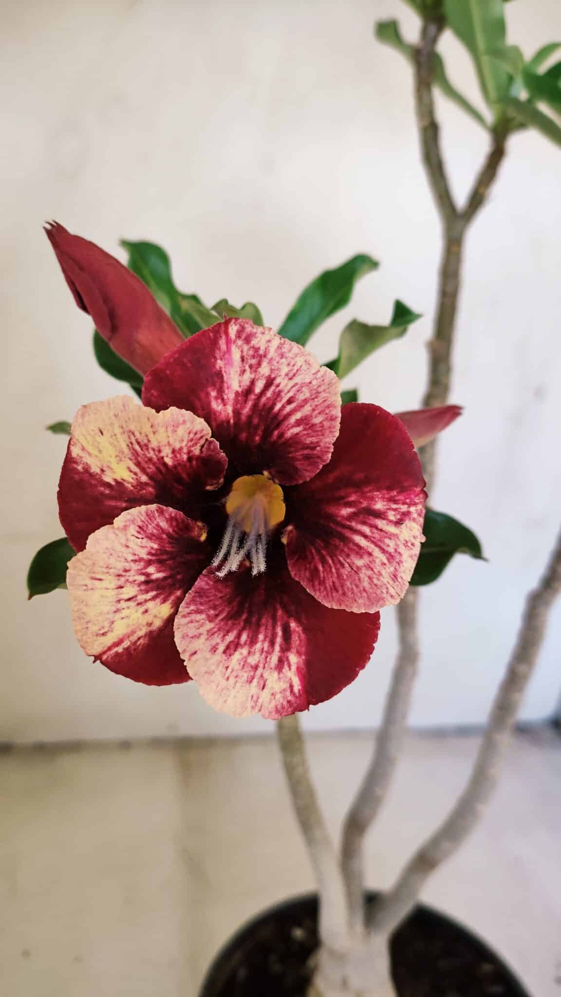 Planta Simples 3215 – 35cm – 03 anos - foto 3