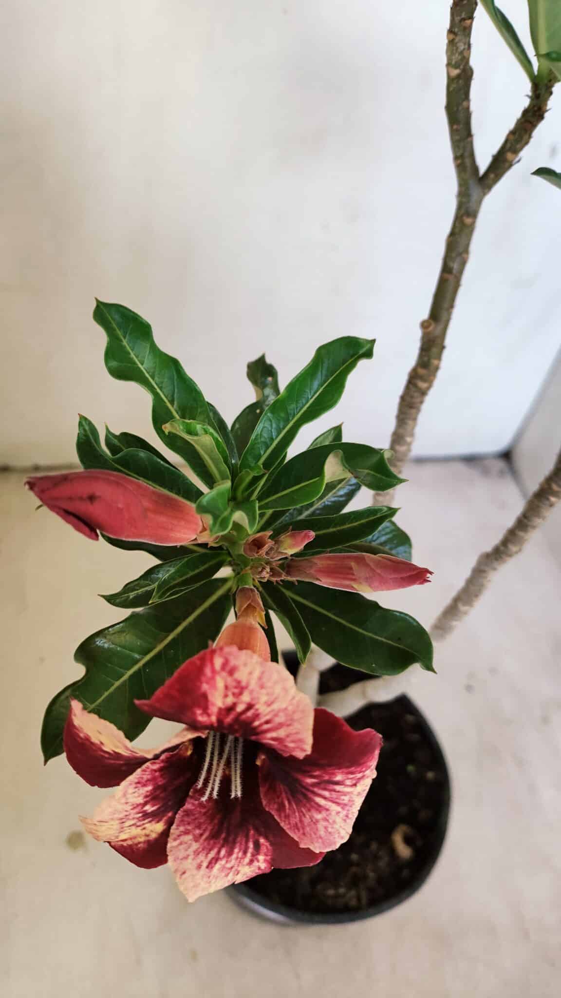 Planta Simples 3215 – 35cm – 03 anos - foto 4