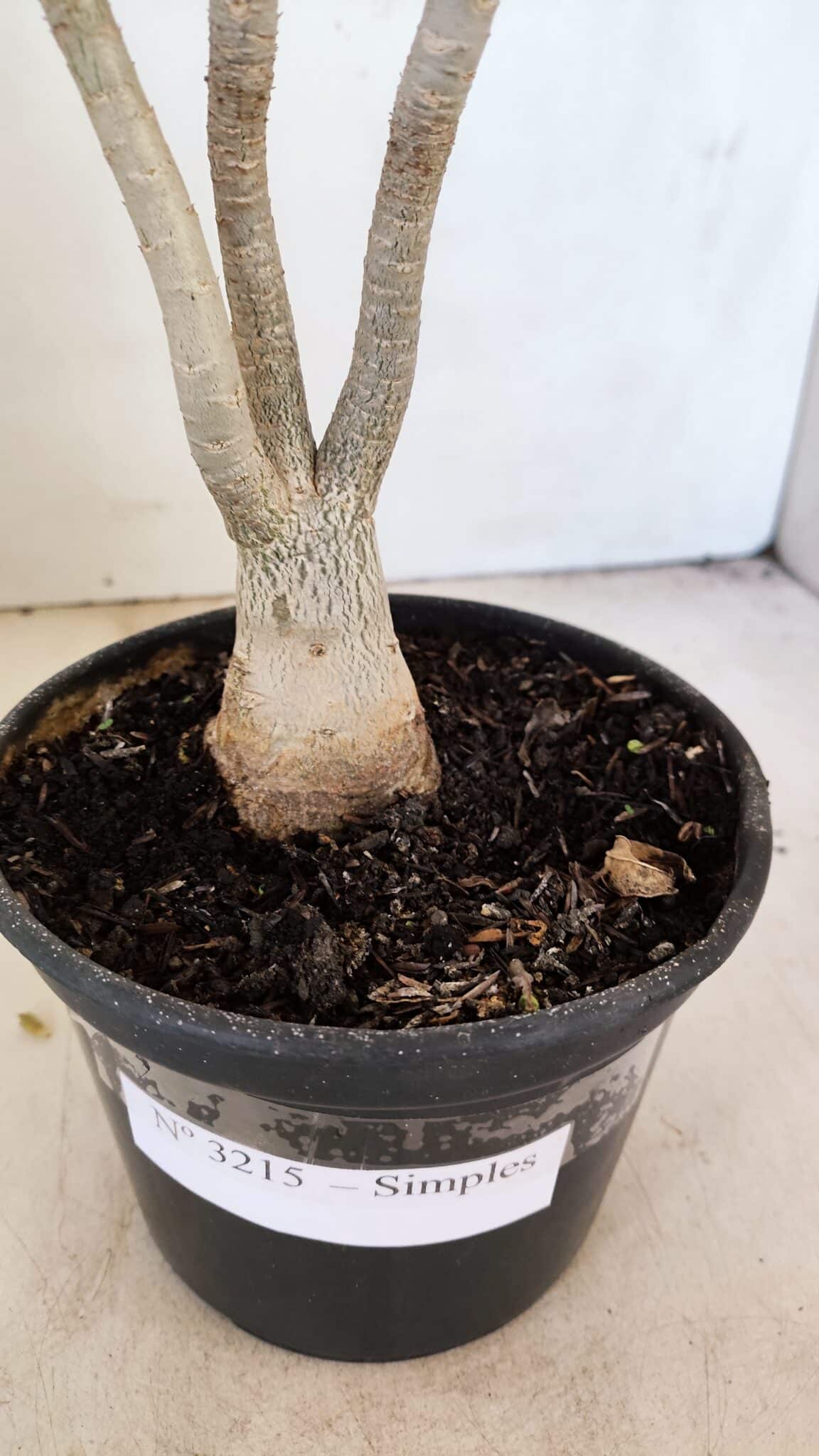 Planta Simples 3215 – 35cm – 03 anos - foto 7