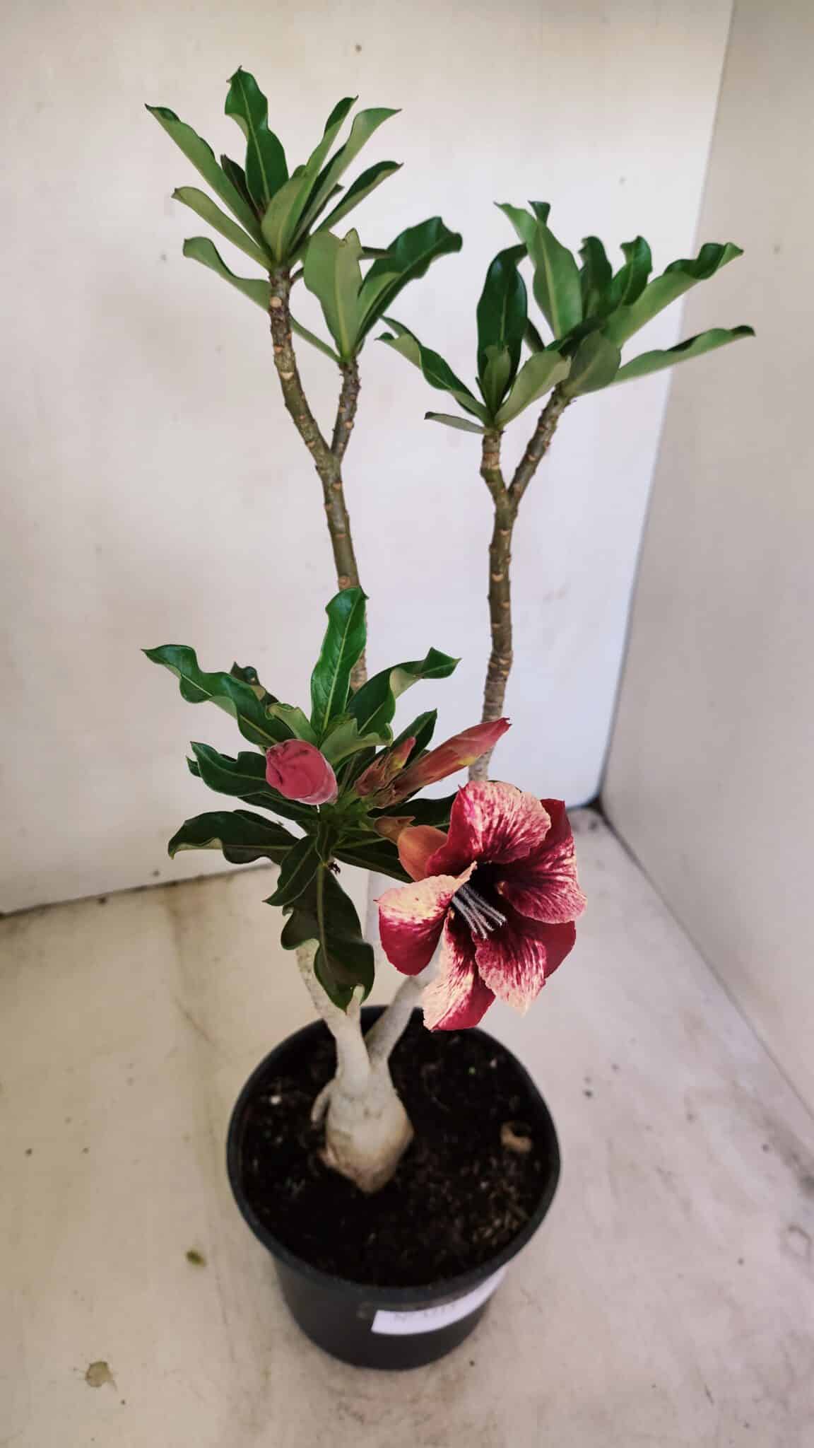 Planta Simples 3215 – 35cm – 03 anos - foto 6