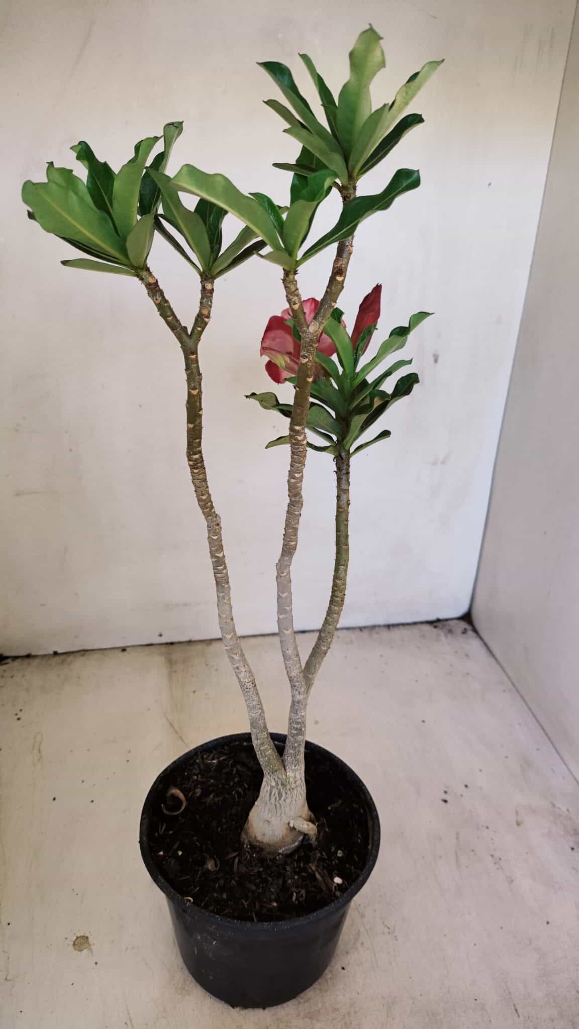 Planta Simples 3215 – 35cm – 03 anos - foto 5