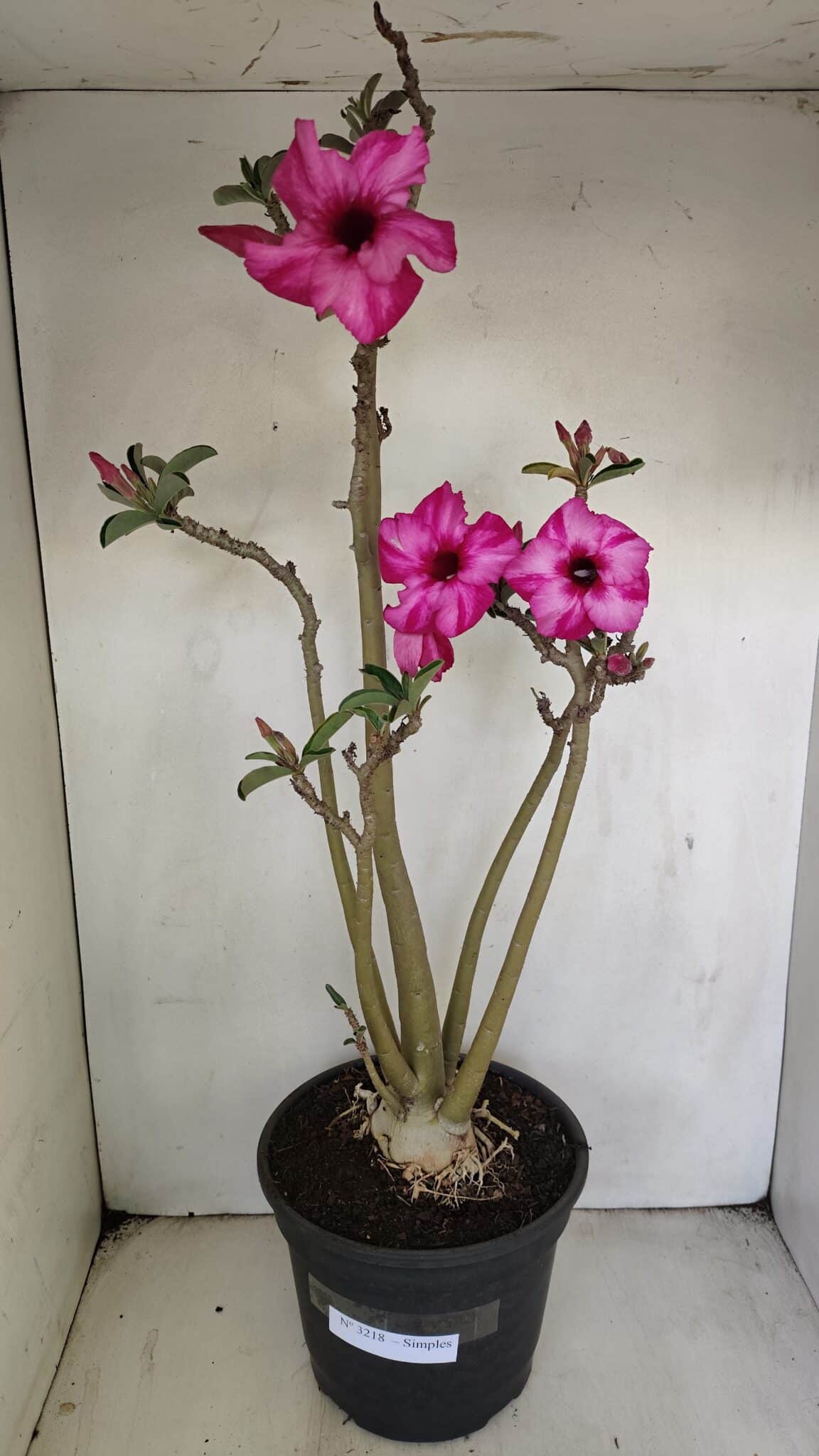 Planta Simples 3218 – 55cm – 04 anos - foto 2