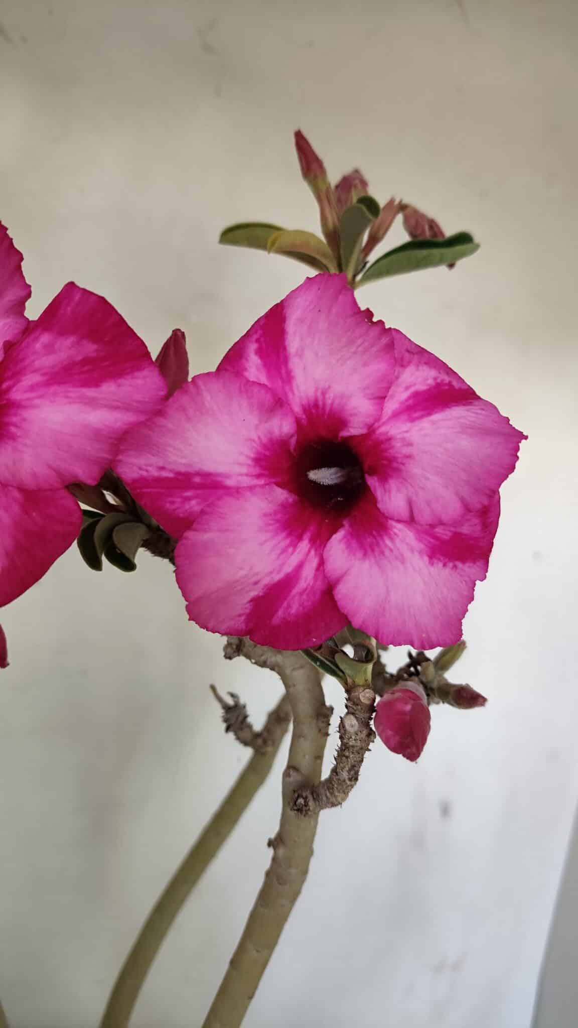 Planta Simples 3218 – 55cm – 04 anos - foto 3