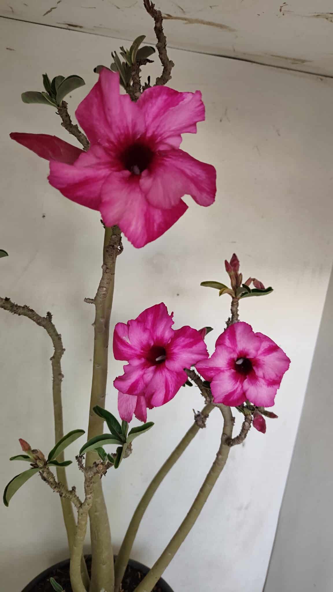 Planta Simples 3218 – 55cm – 04 anos - foto 4