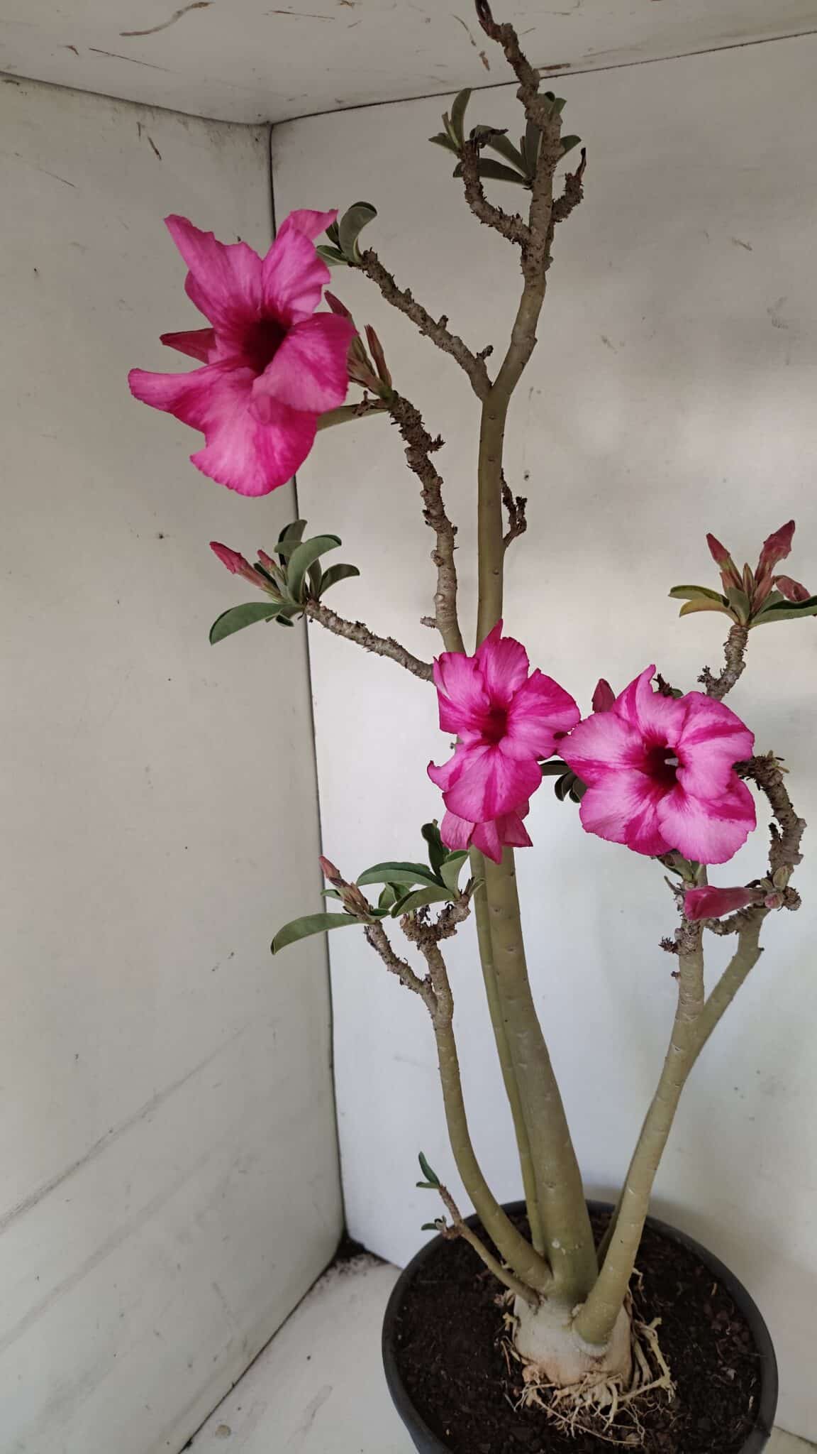 Planta Simples 3218 – 55cm – 04 anos - foto 5
