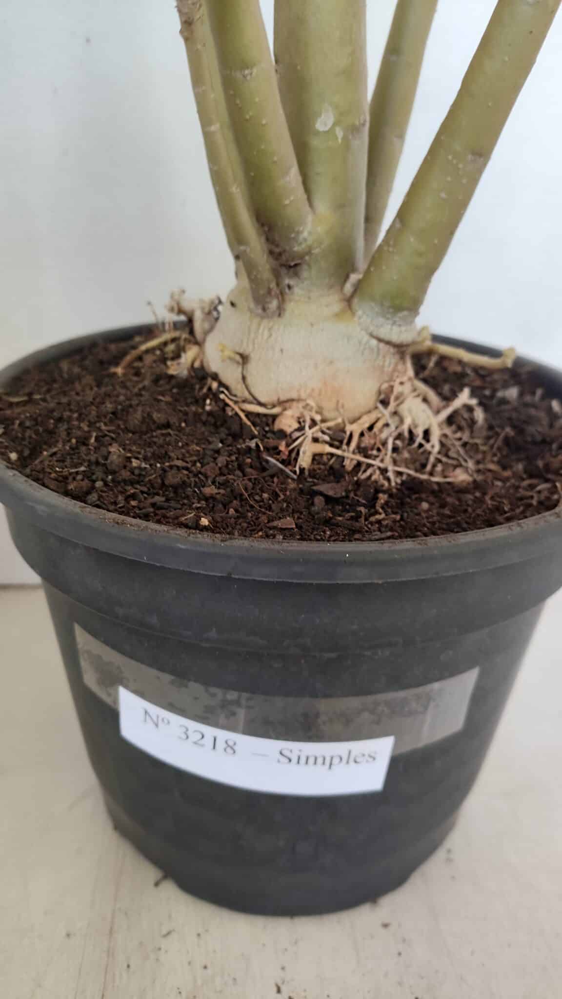 Planta Simples 3218 – 55cm – 04 anos - foto 8