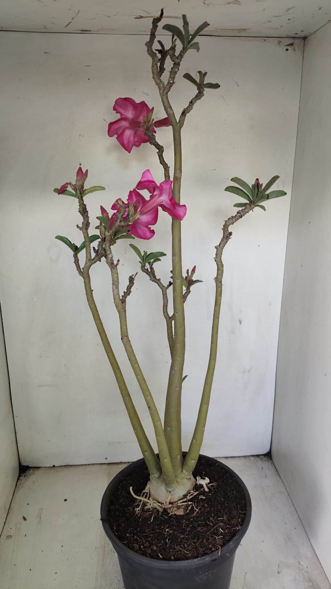 Planta Simples 3218 – 55cm – 04 anos - foto 7