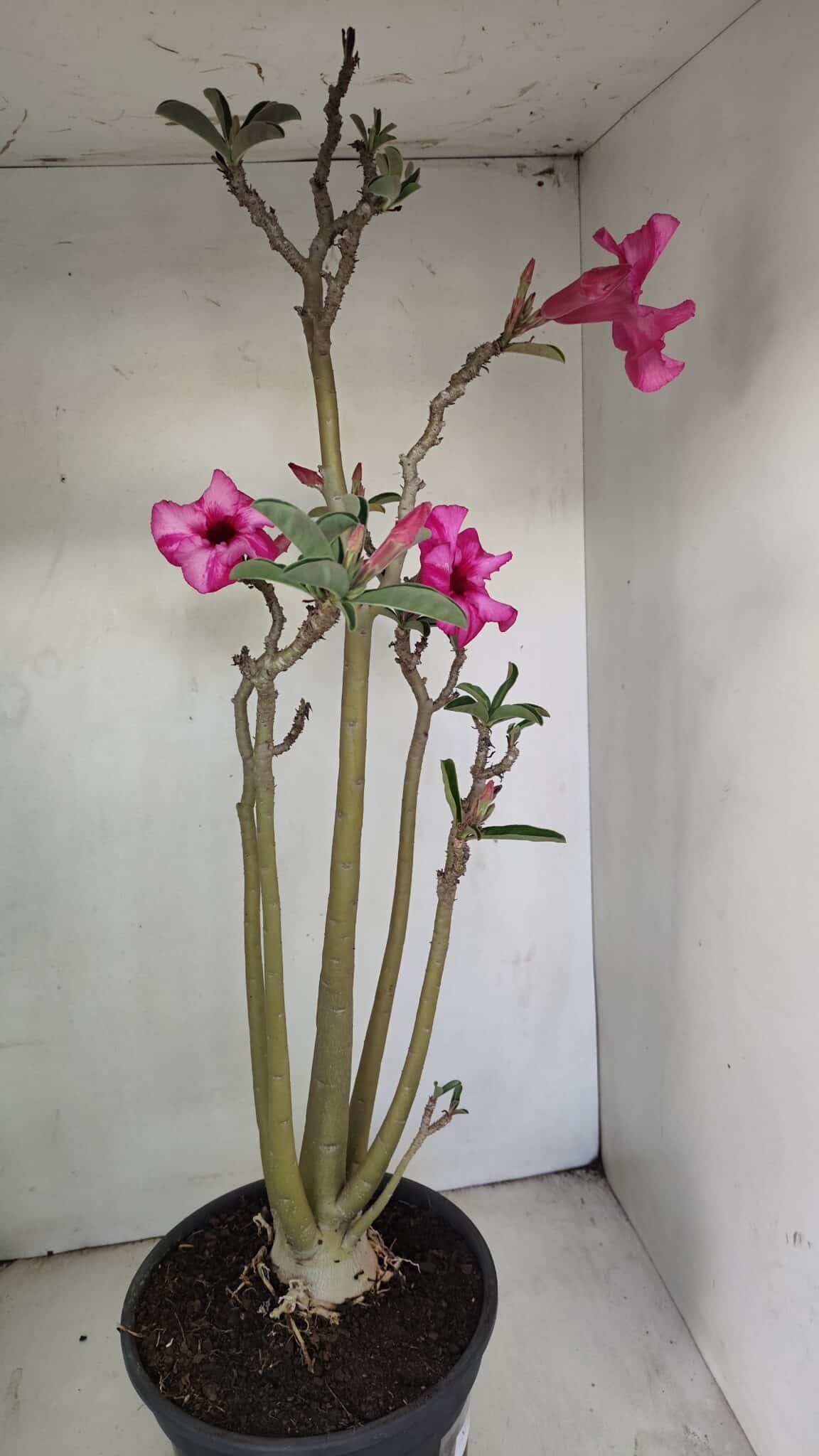 Planta Simples 3218 – 55cm – 04 anos - foto 6
