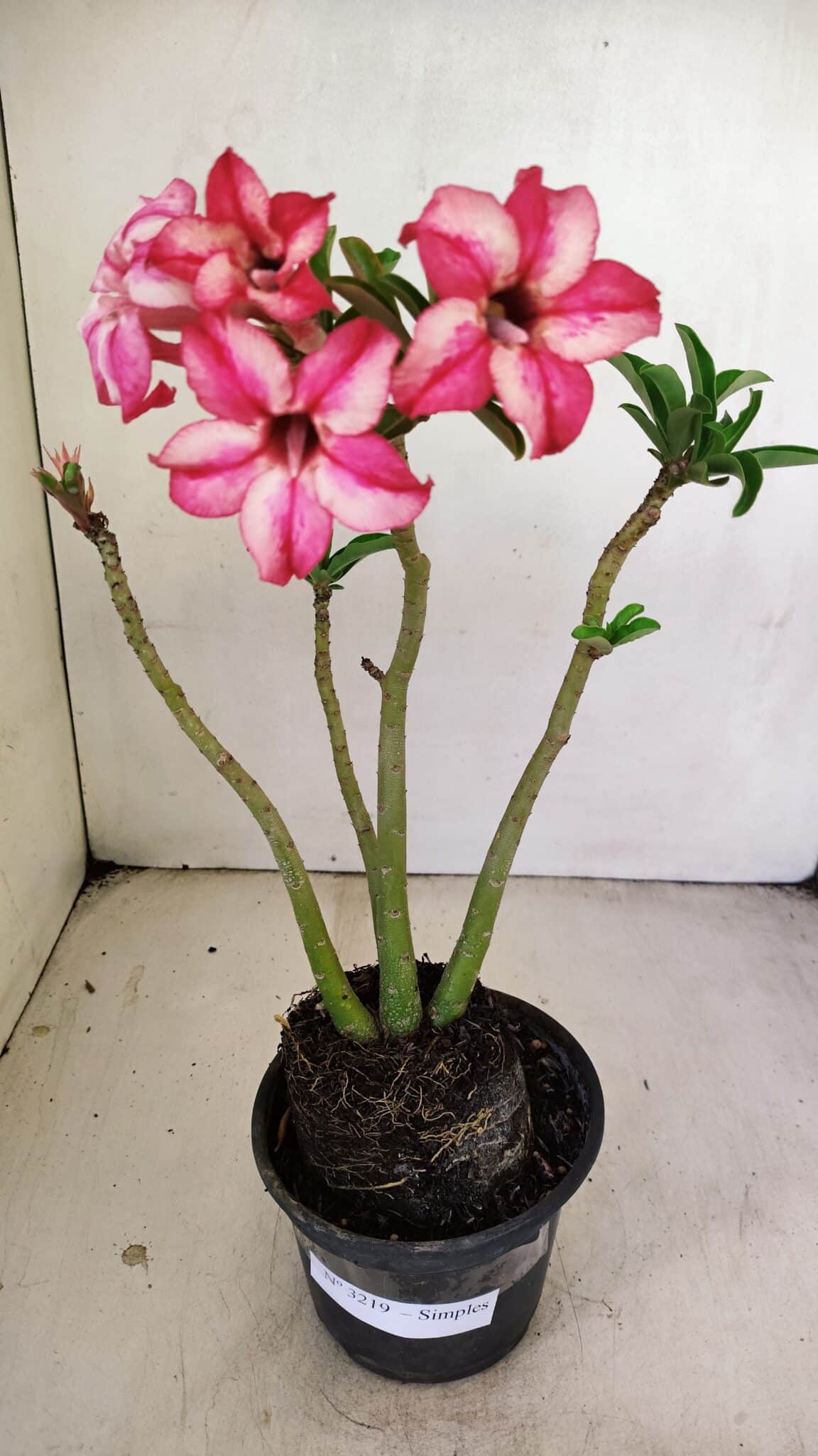 Planta Simples 3219 – 35cm – 03 anos - foto 2
