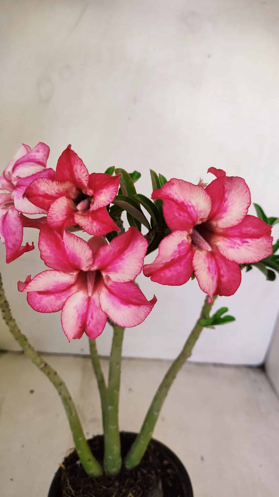 Planta Simples 3219 – 35cm – 03 anos - foto 3