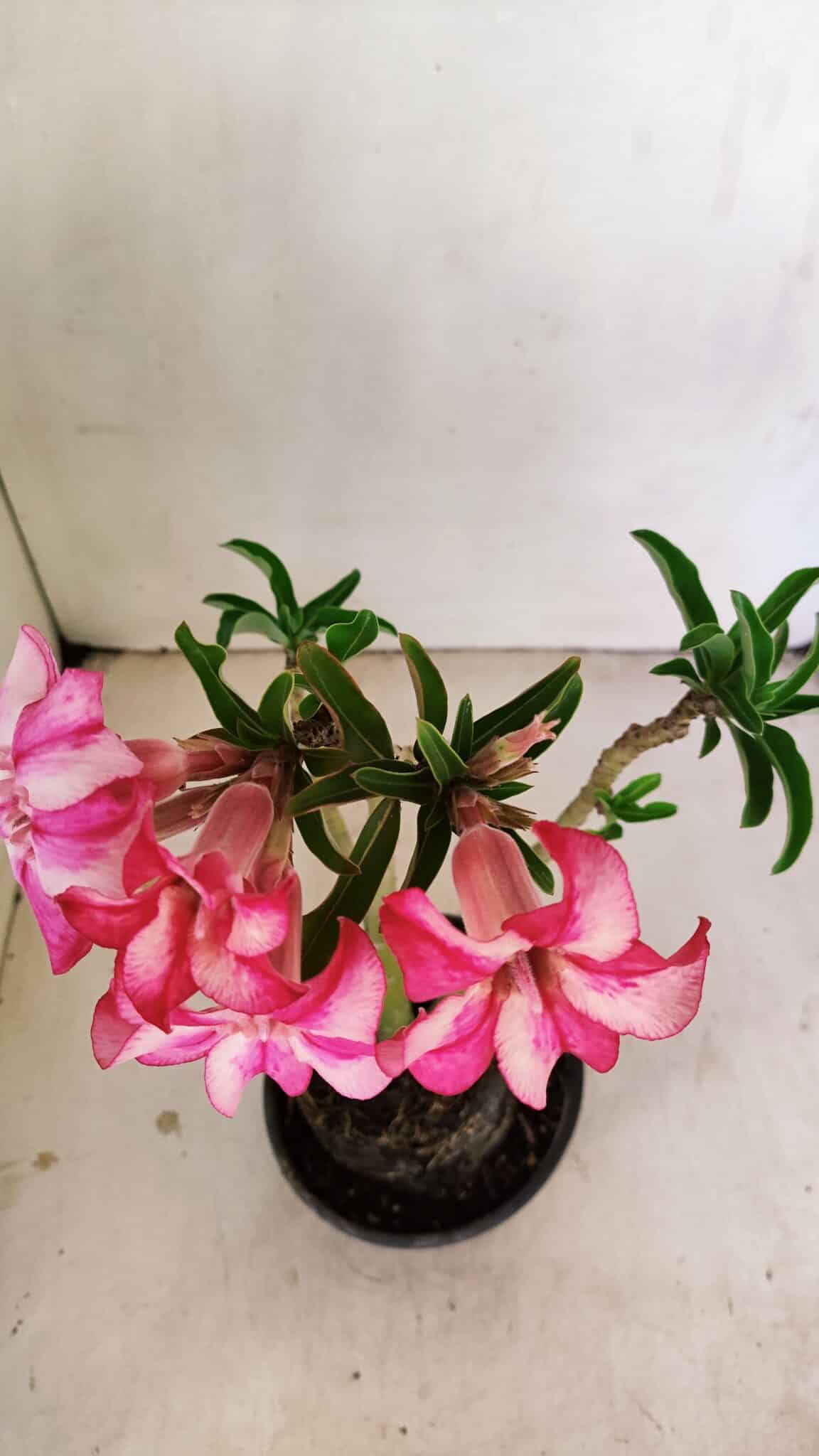 Planta Simples 3219 – 35cm – 03 anos - foto 4