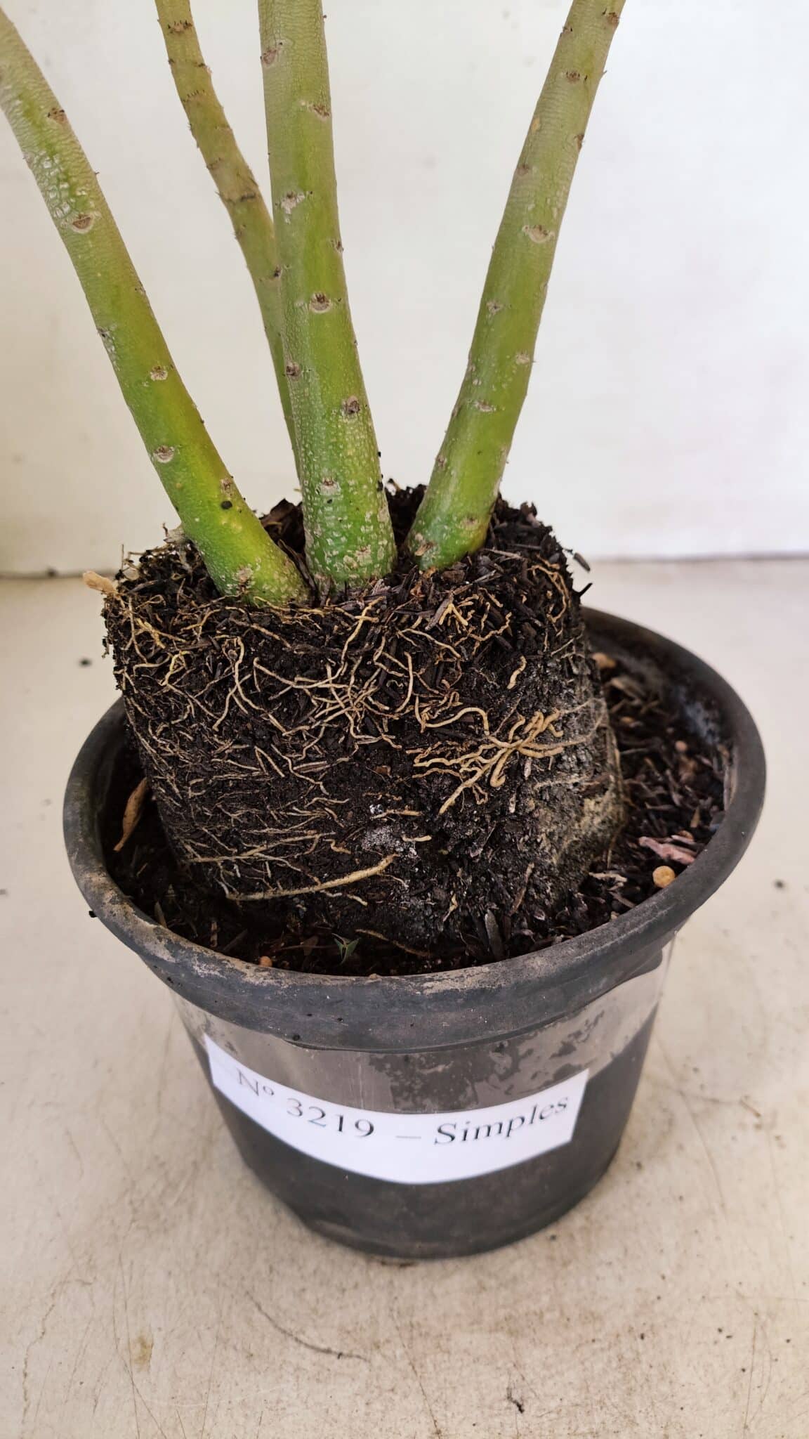 Planta Simples 3219 – 35cm – 03 anos - foto 6